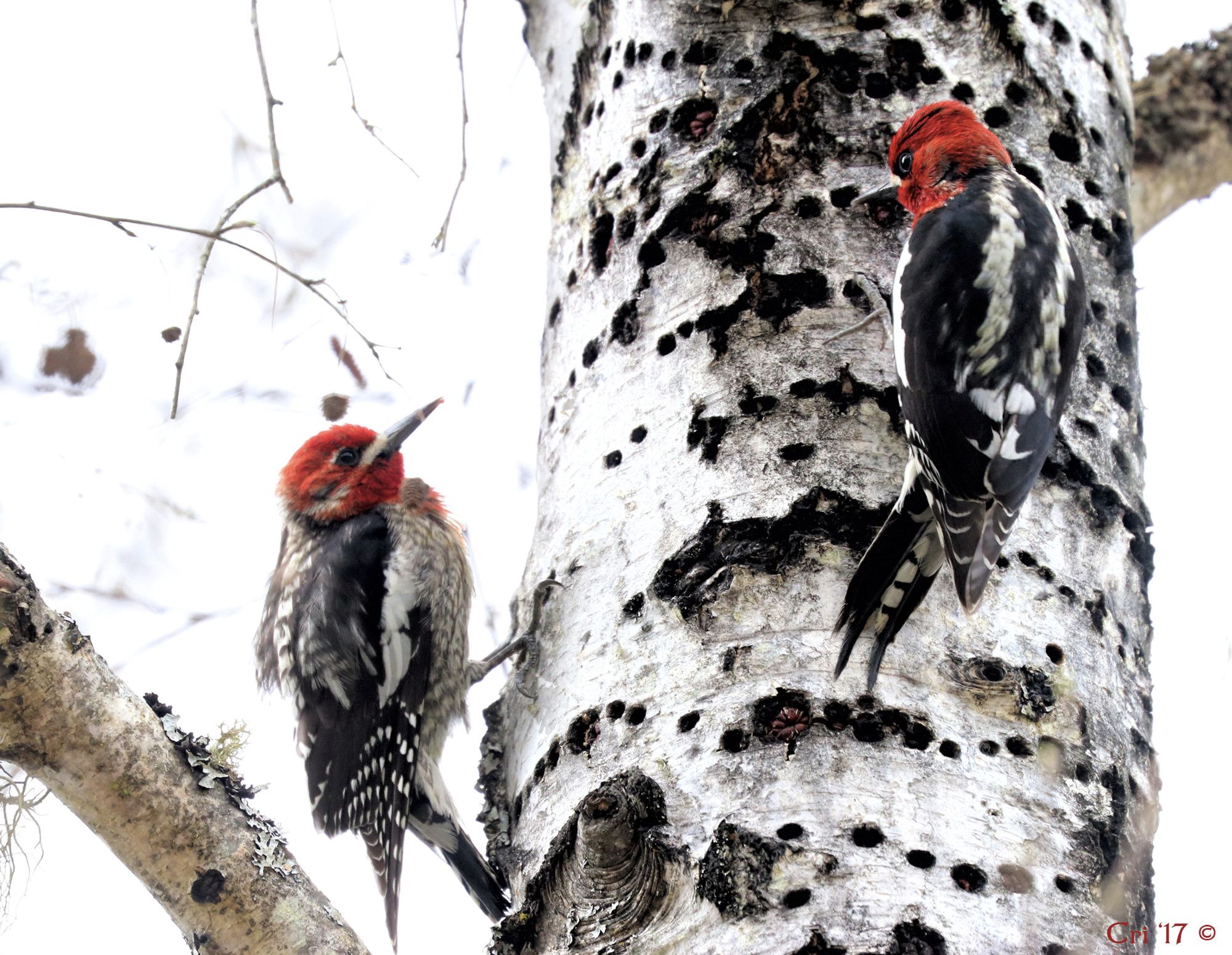 photo of two red-breasted sapsuckers on a birch tree trunk. the trunk is ringed with sap wells (small holes) one bird is just right of center of the trunk the other is on the left side a little lower down. they are looking at each other