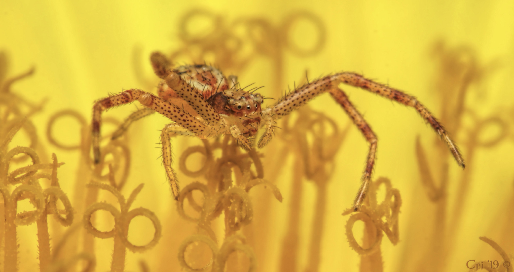 macro photo of an orange and white Mecaphesa Crab Spider delicately balances on the stigmas of a dandelion flower. She is facing right about 1/4 away from camera