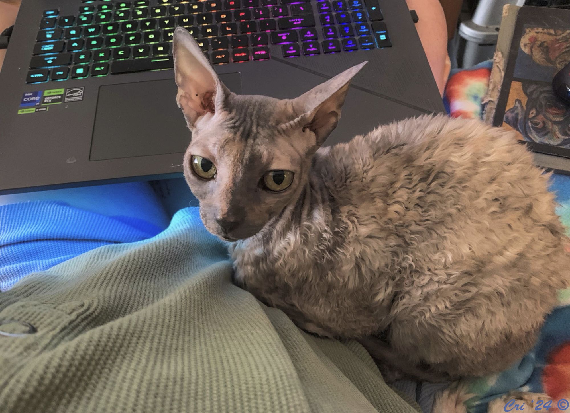 photo of blue tortie cornish rex on my lap blocking my laptop. she is in profile facing left looking directly into the camera