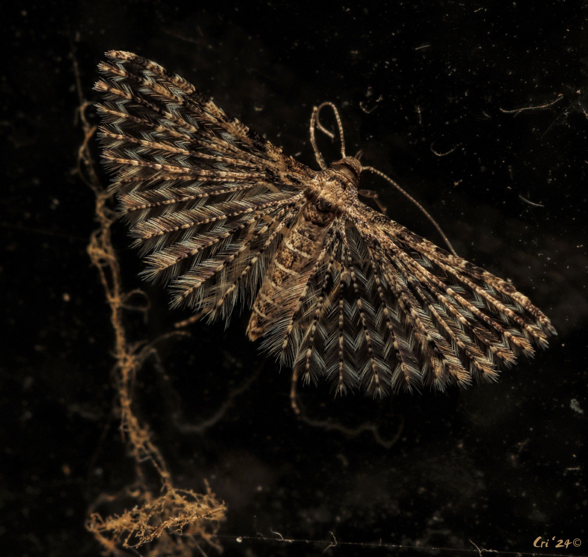 Macro photo of many plumed moth on a window. Each wing is composed of six separated spines covered in long hairs so they look (and act) like feathers. View is looking down on moth, their wings are fully spread