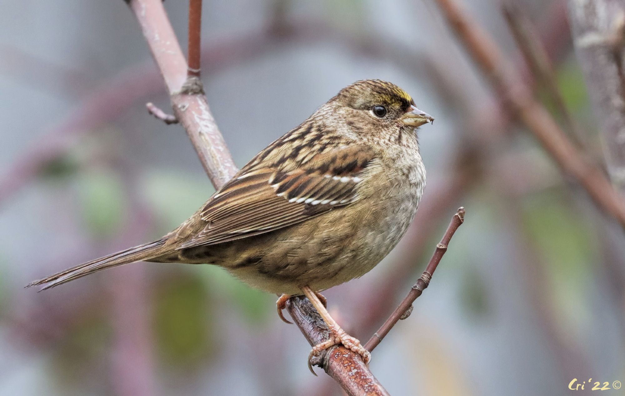 photo of a gold-crowned sparrow on a diagonal maple branch. they are in profile facing right.