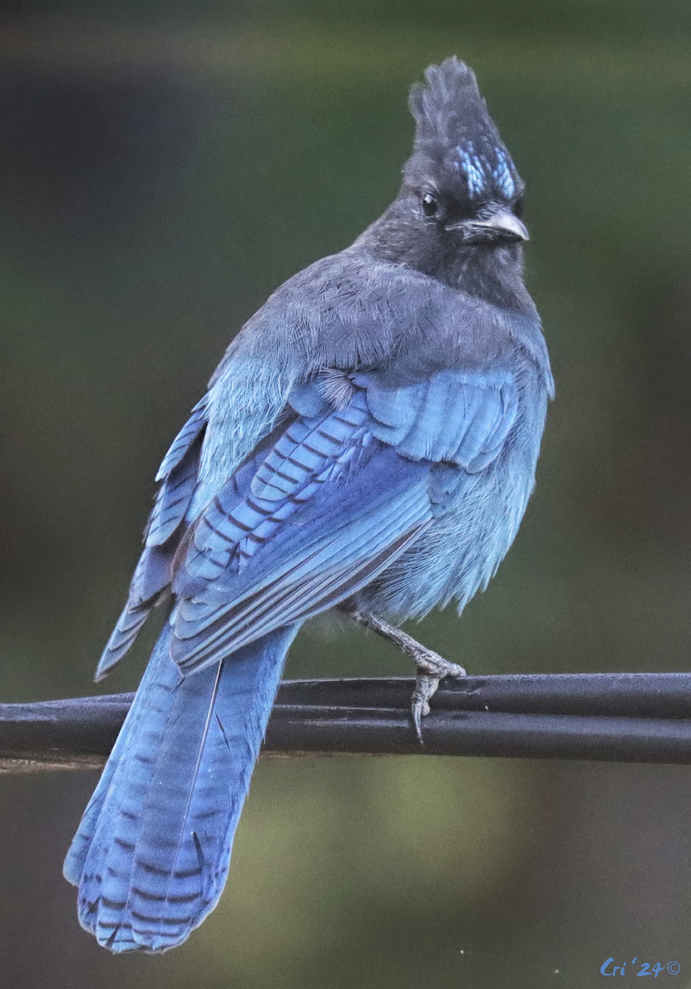 photo of a steller's jay on a triple twisted power line. they are facing away from the camera with their head turned to the right looking at the camera. their feathers are very dark grey, black and multiple shades of blue with sleek feathers, fluffy feathers and some feathers with striped markings.