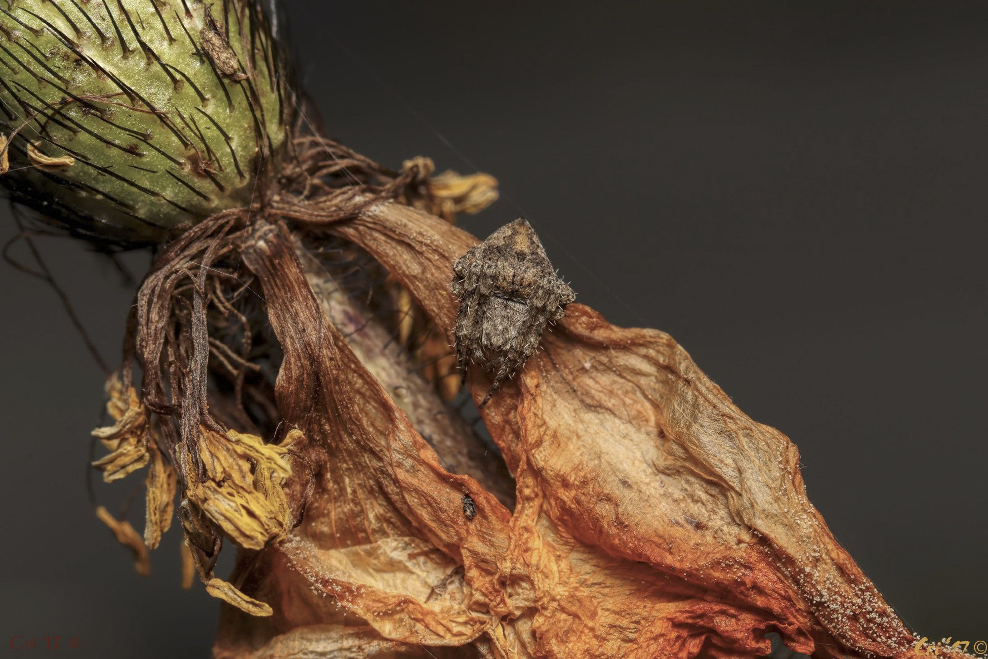 macro photo of a very small brown orb weaver with dark brown and orange ab markings. they are on the curve of a dried orange poppy flower which is on a diagonal from upper left to lower right of photo