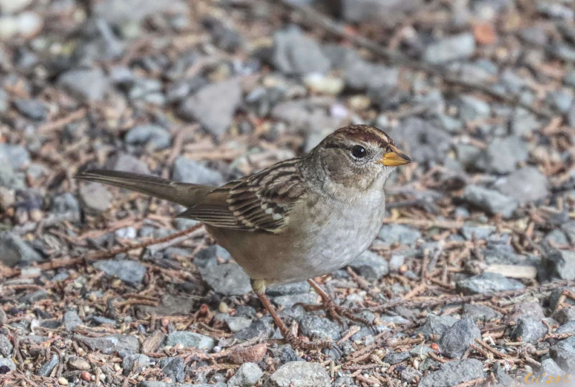 photo of sparrow standing on gravely ground. they are in profile facing right. their crown is dark brown with a tan stripe now, as adults the stripes will be black and white