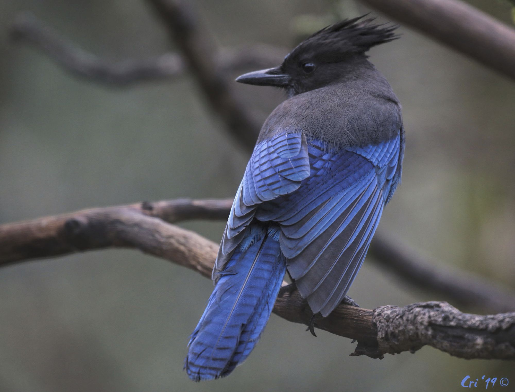 photo of steller's jay on bare, small, horizontal oak branch. their back is to the camera, wings slightly fanned. their head is in profile looking left.