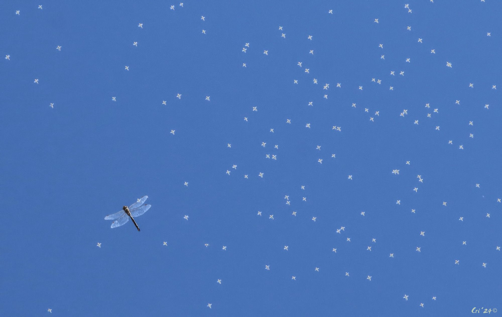 photograph looking straight up at a dragonfly in a swarm of green midges.