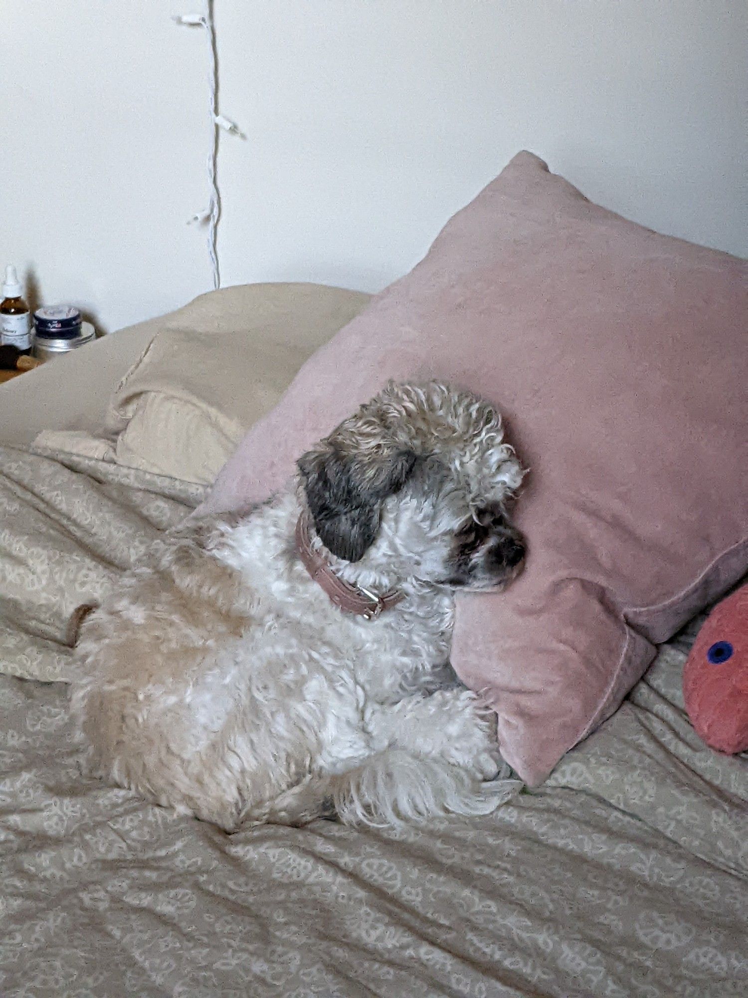 A small white dog snuggled up into a tiny ball and pressed into a throw pillow. She looks cozy