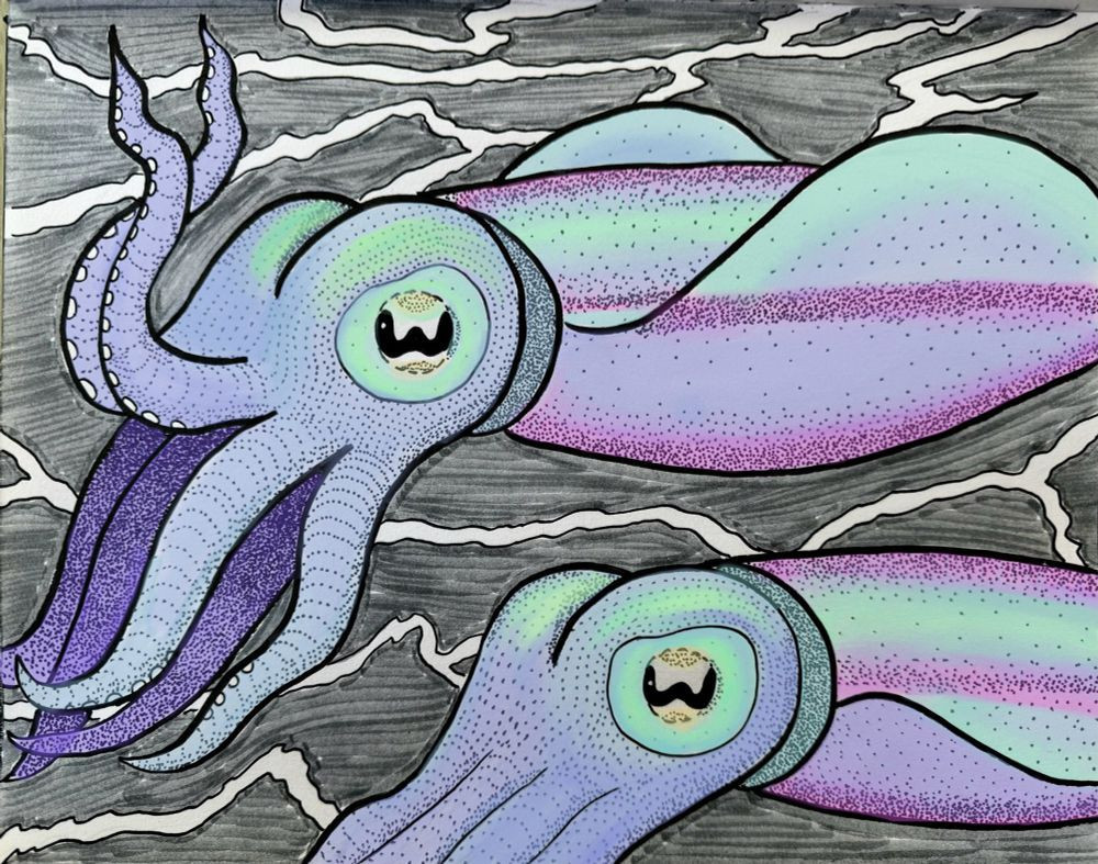 two reef squid, drawn with pen then colored in (just their bodies) using procreate, in pastel colors