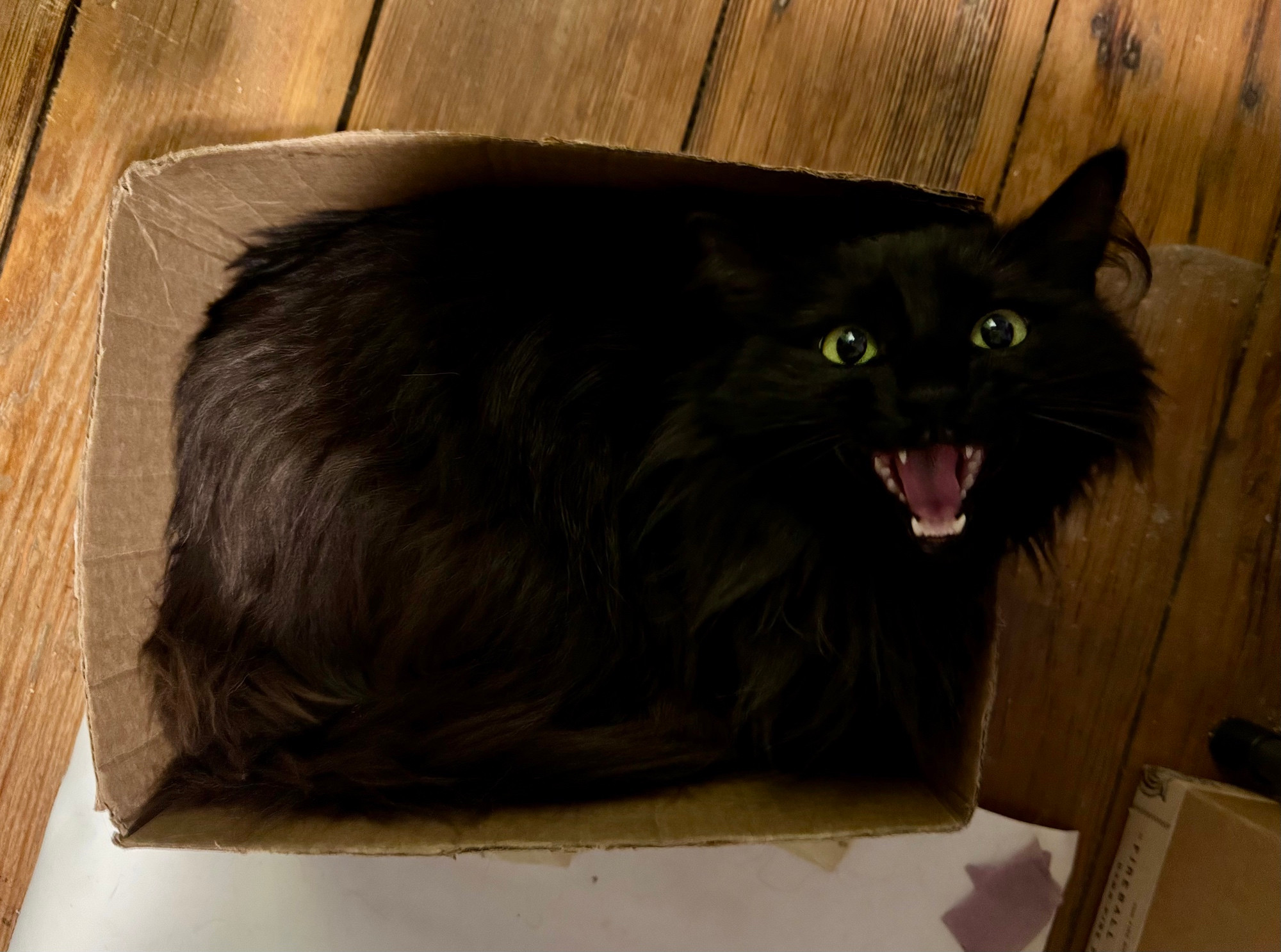 Otis the fluffy black cat with green eyes meows up at me from a box that she fits into like a freshly baked banana bread 