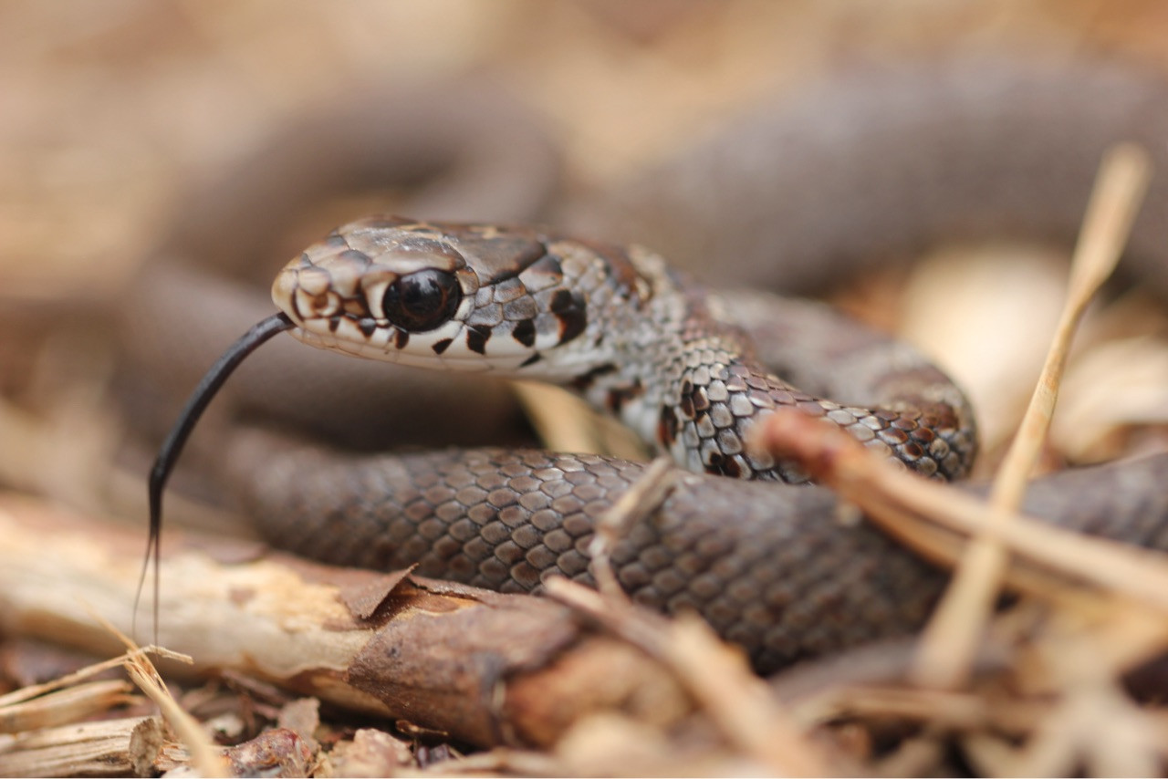 a little juvenile snake (black racer) with massive eyes and its tongue sticking out, sitting in pine needles