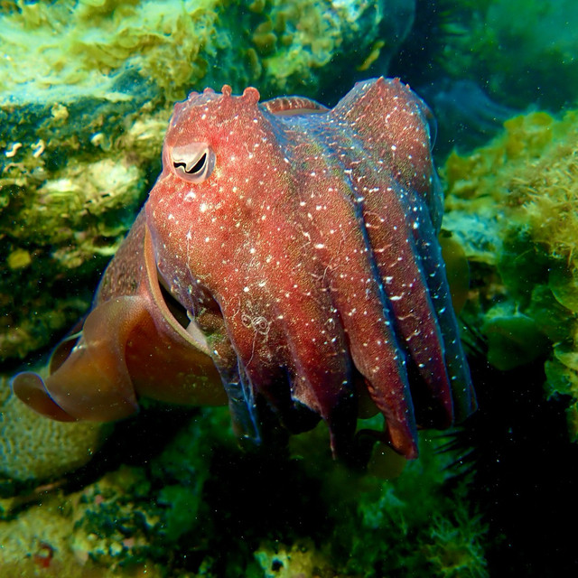 a curious giant australian cuttelfish looks at the camera with its inquisitive w-shaped pupil, it is maroon-ish