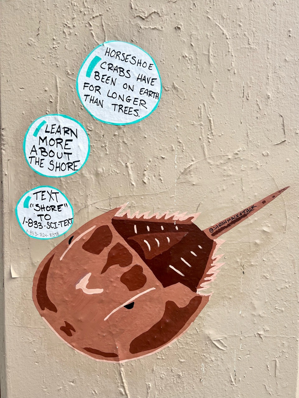 a wheatpaste of a horseshoe crab says with 3 speech bubbles that look like actual bubbles "Horseshoe crabs have been on earth for longer than trees, learn more about the shore, text shore to 1-833-sci-text" glued onto a concrete wall