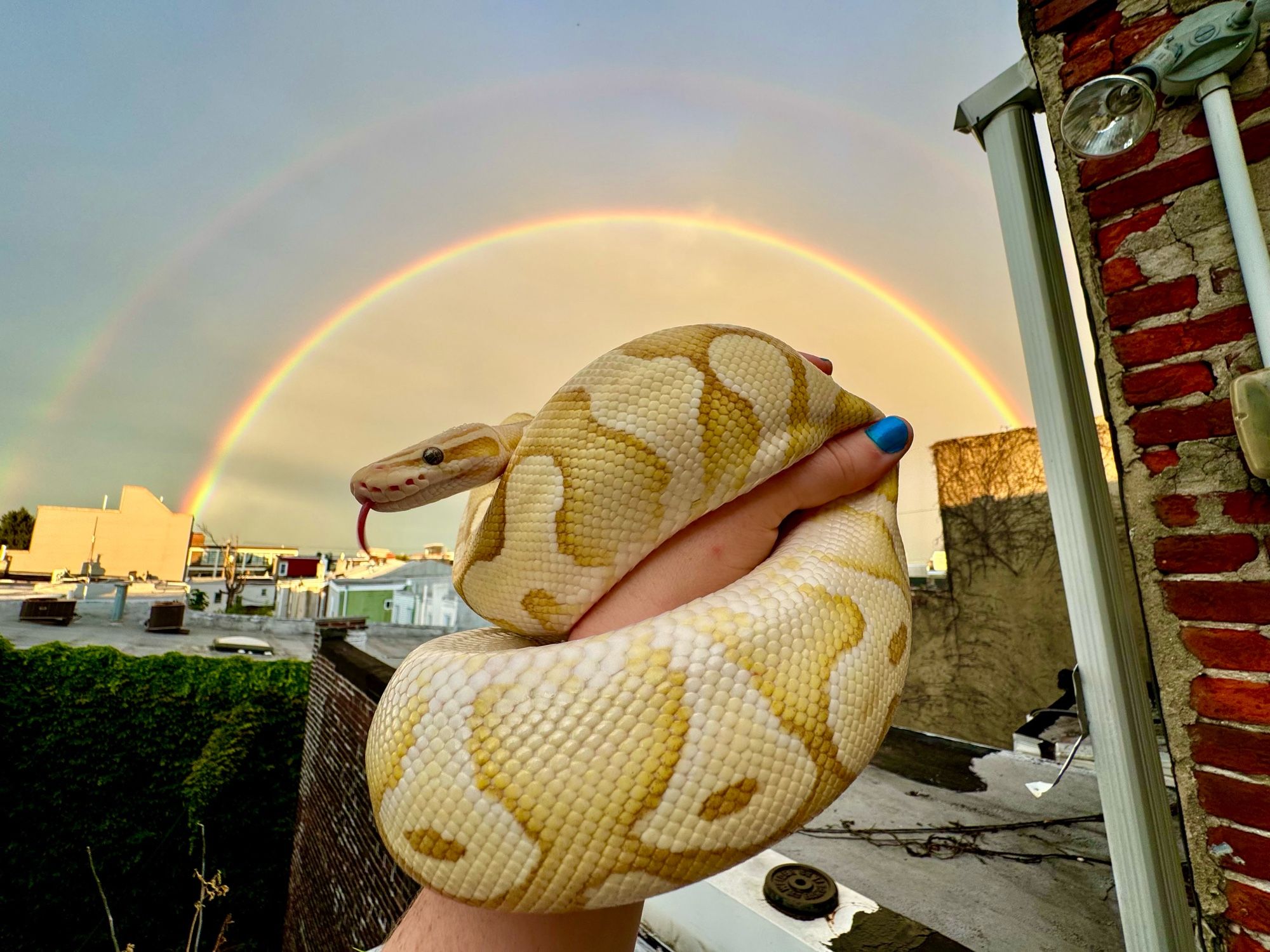 Sabrina, the snake is wrapped around my hand with her tongue sticking out with a rainbow behind her. It’s almost a double rainbow as they say.