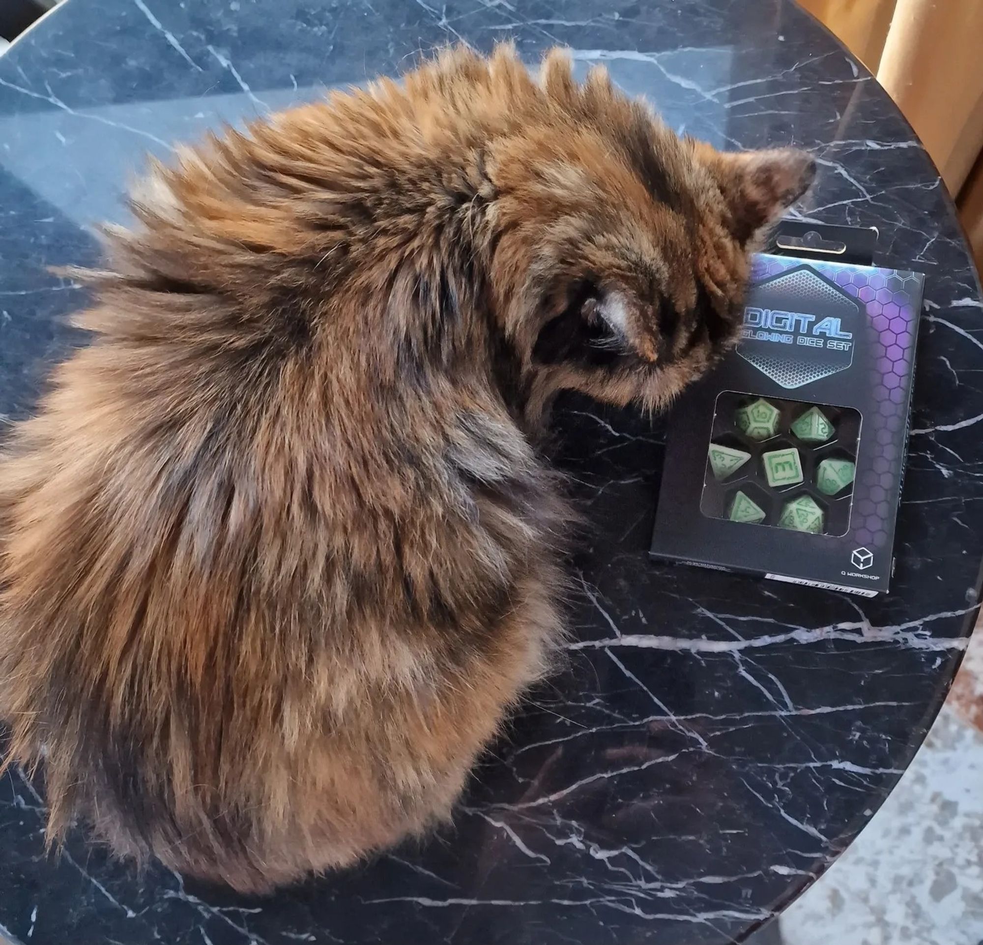 Gata carey junto a un juego de dados de rol tipo cyberpunk