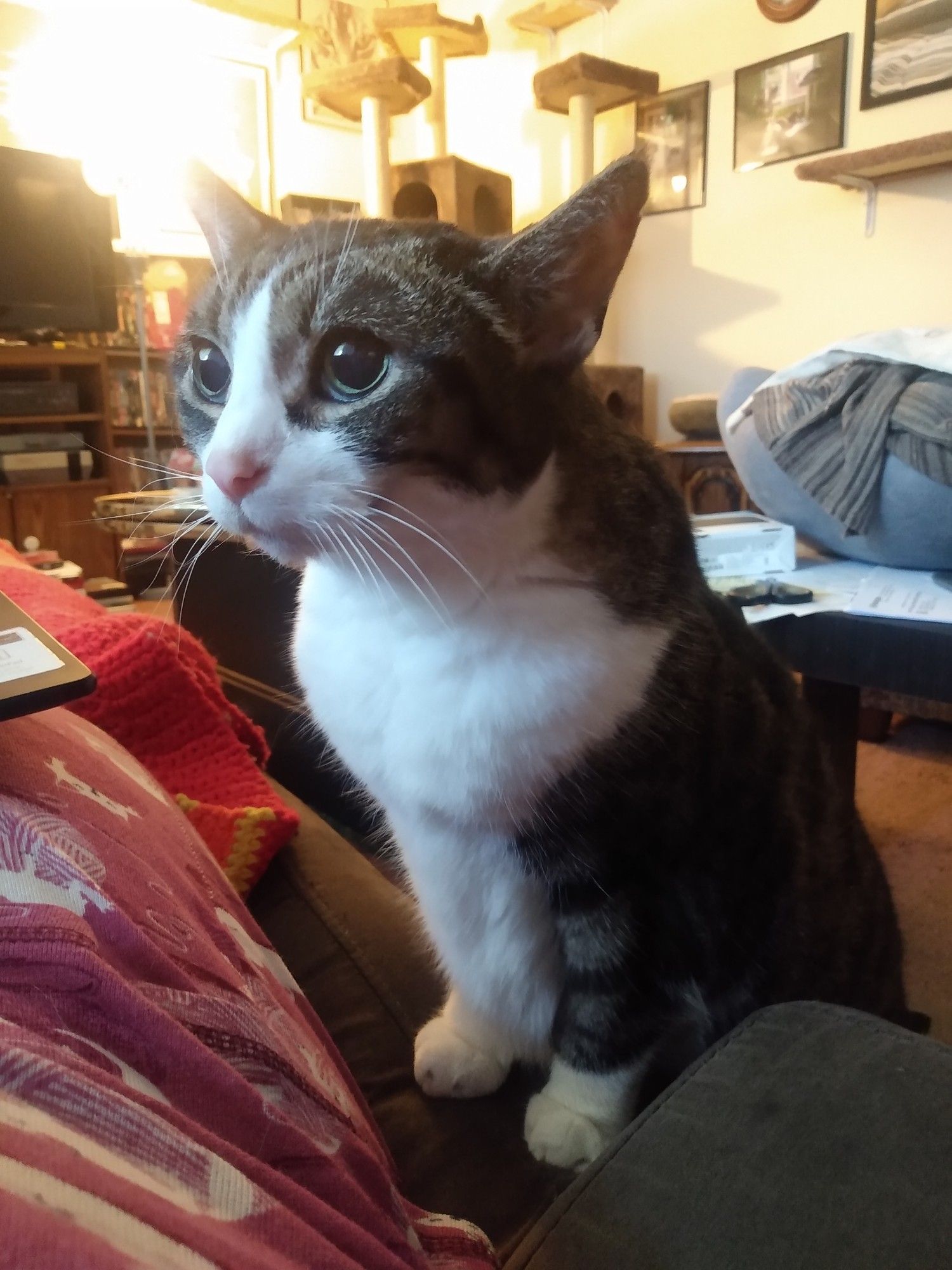 With her hind feet planted on the floor, brown and white Velora places her front paws on the sofa beside me where I lie. She looks around with bright eyes and a concerned expression, her sharp white whiskers catching the light from the nearby window.