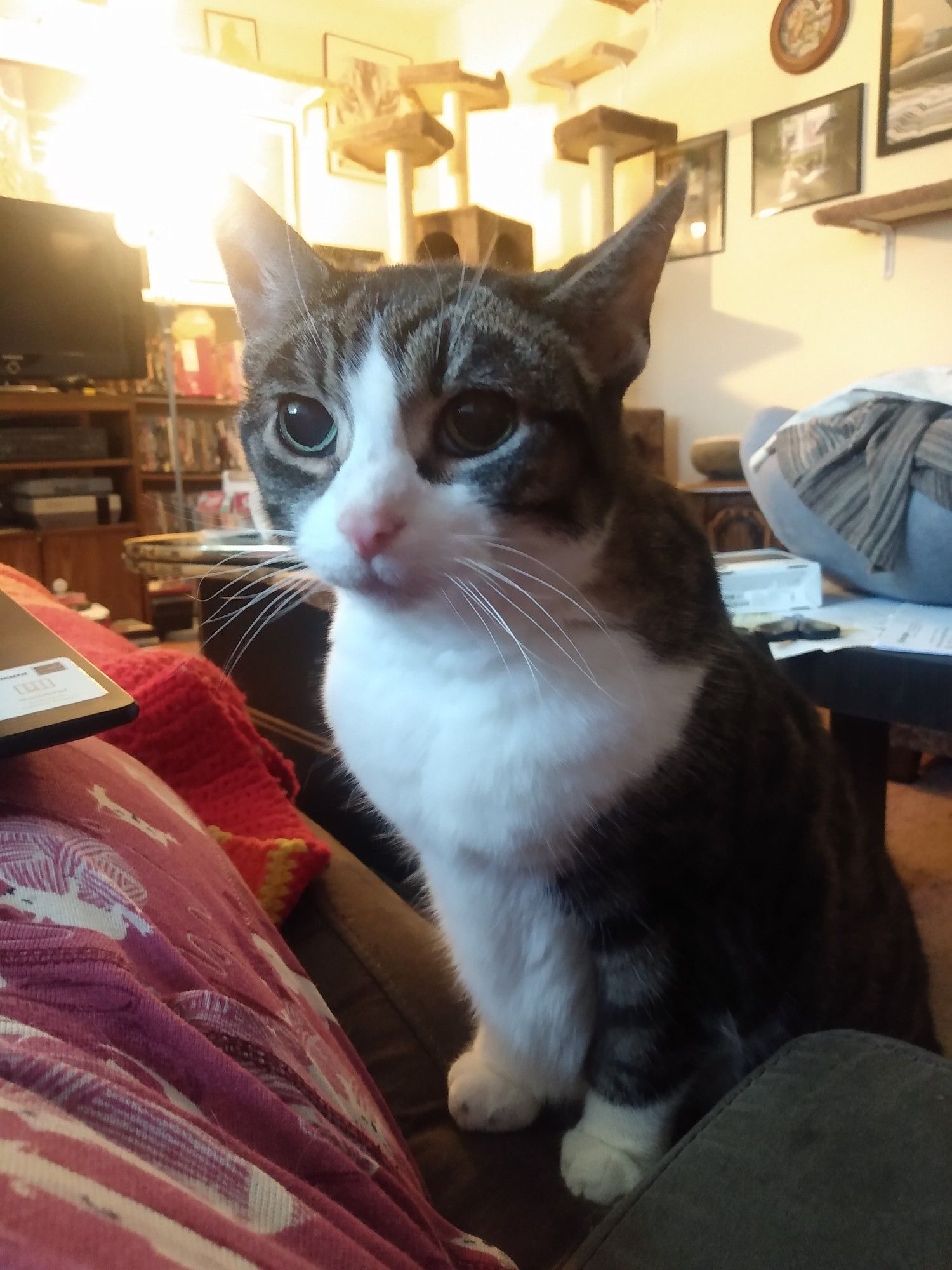 With her hind feet planted on the floor, brown and white Velora places her front paws on the sofa beside me where I lie. She looks around with bright eyes and a concerned expression, her sharp white whiskers catching the light from the nearby window.