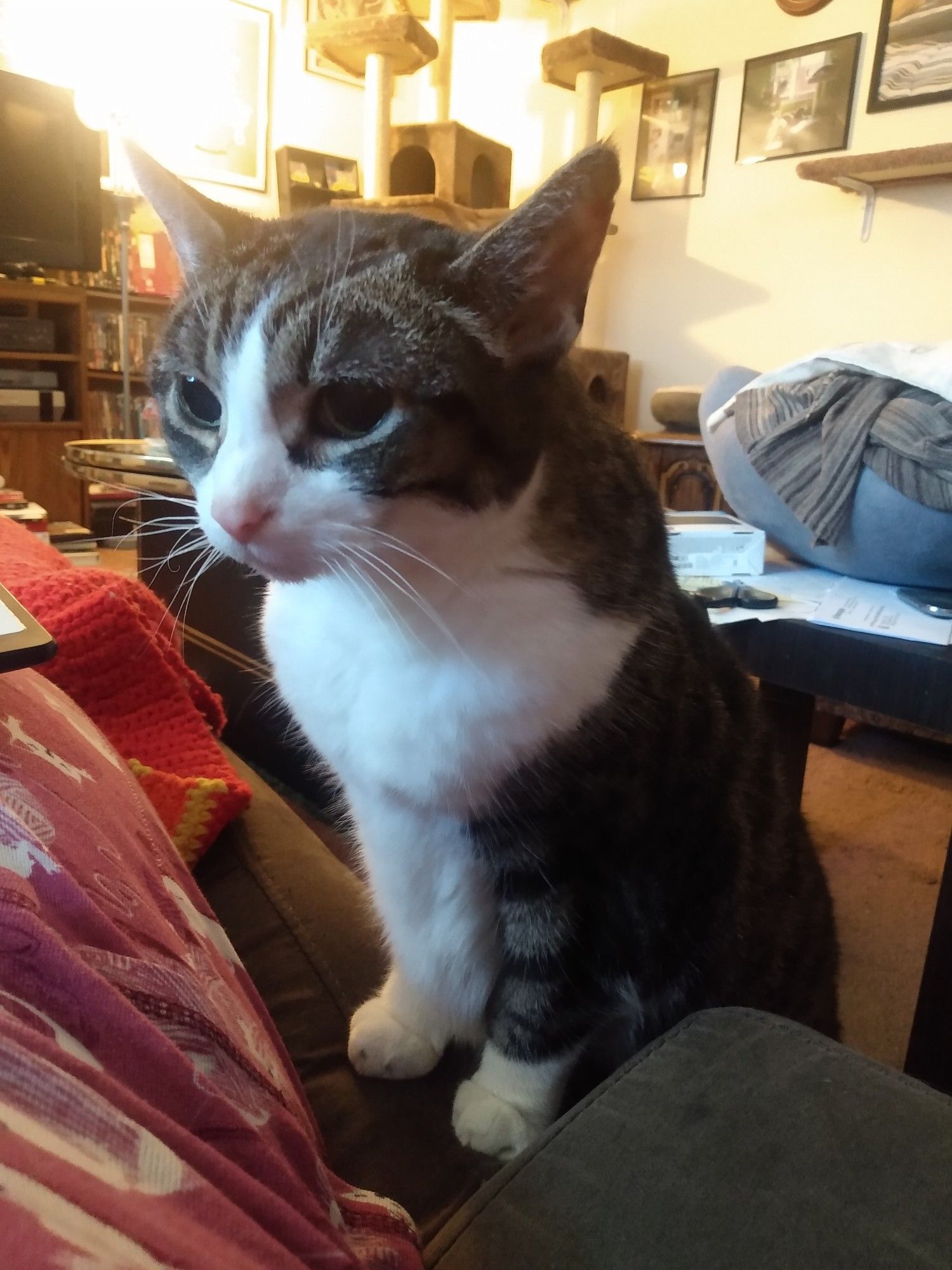 With her hind feet planted on the floor, brown and white Velora places her front paws on the sofa beside me where I lie. She looks around with bright eyes and a concerned expression, her sharp white whiskers catching the light from the nearby window.