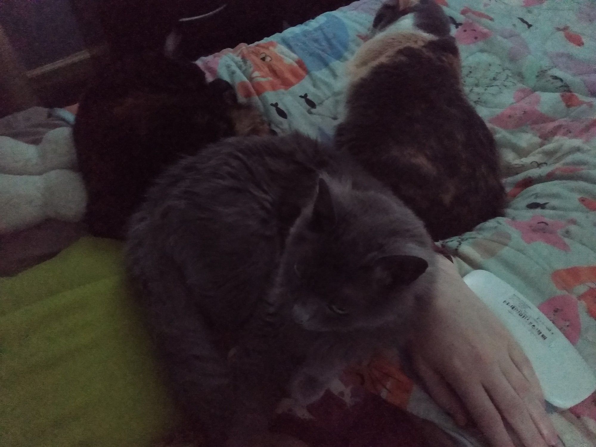 Tortie Lyra, dilute calico Aela, and fluffy grey Mieszko all lie gently pressed against each other beside me on my bed, with Mieszko altogether curled up partly on top of me.