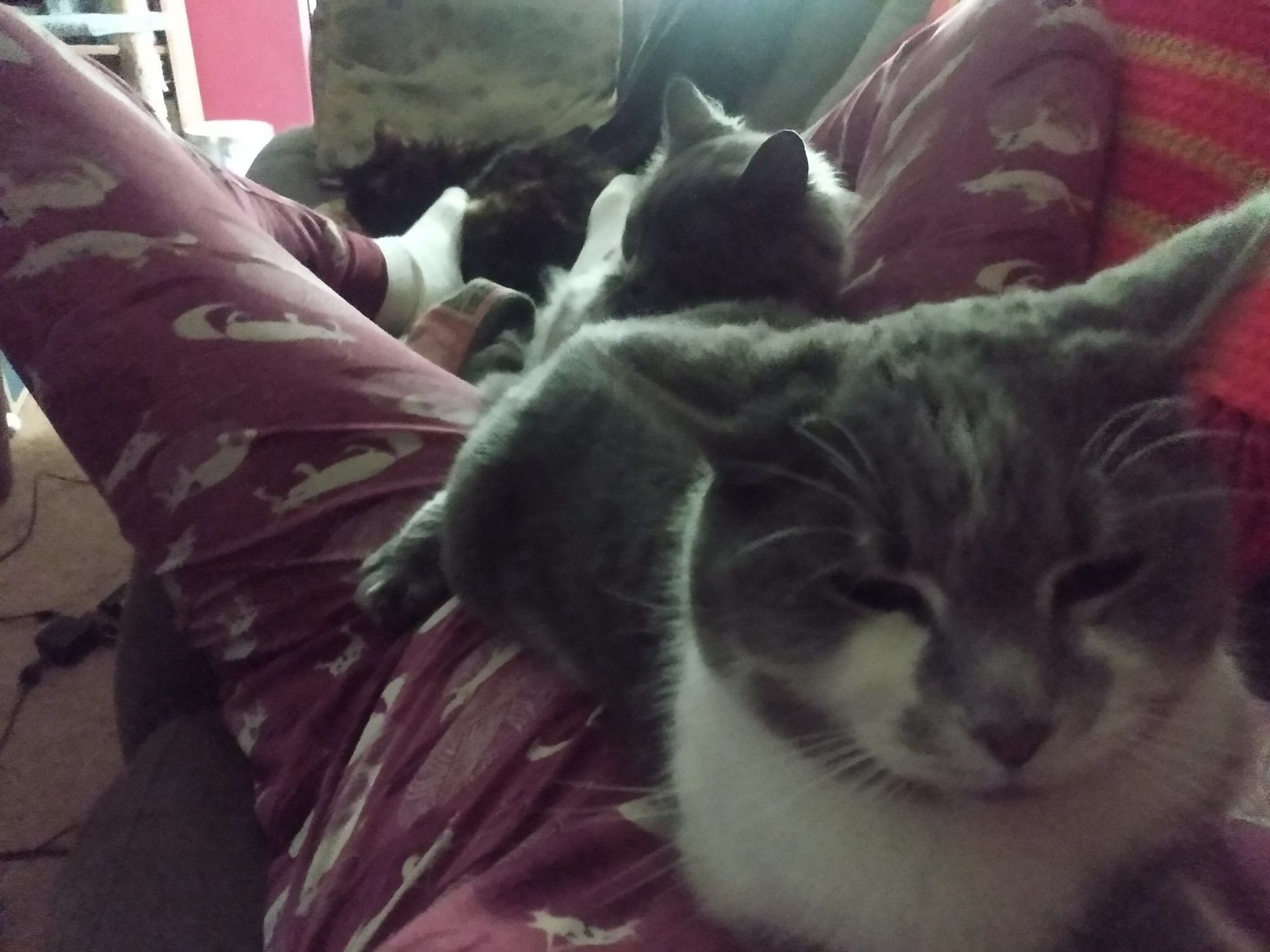 Grey and white Callisto lies on top of me on the sofa while fluffy grey Mieszko is bunched up between my legs, and tortie Lyra is curled up at my feet.