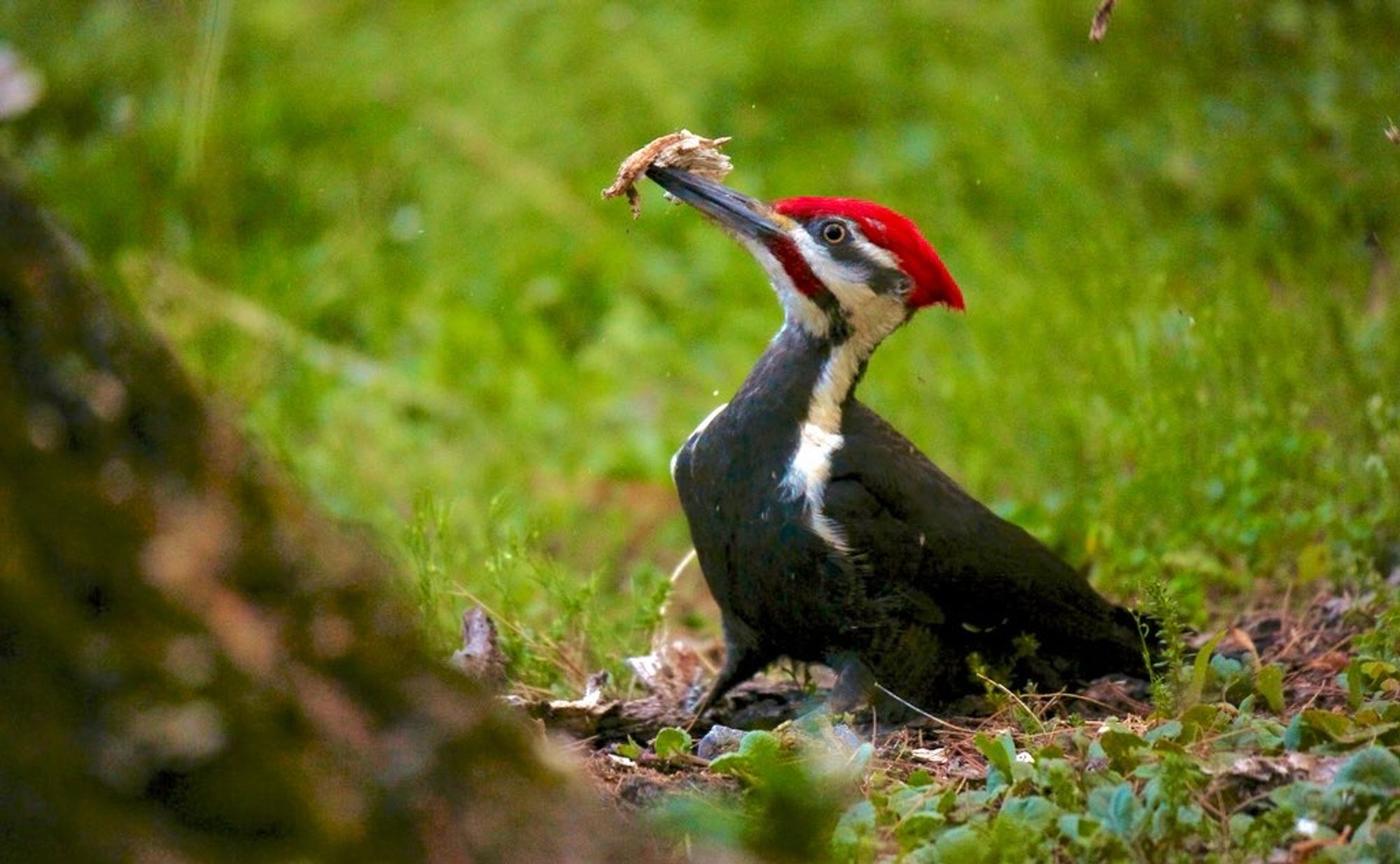 Male pileated woodpecker with piece of wood in its beak