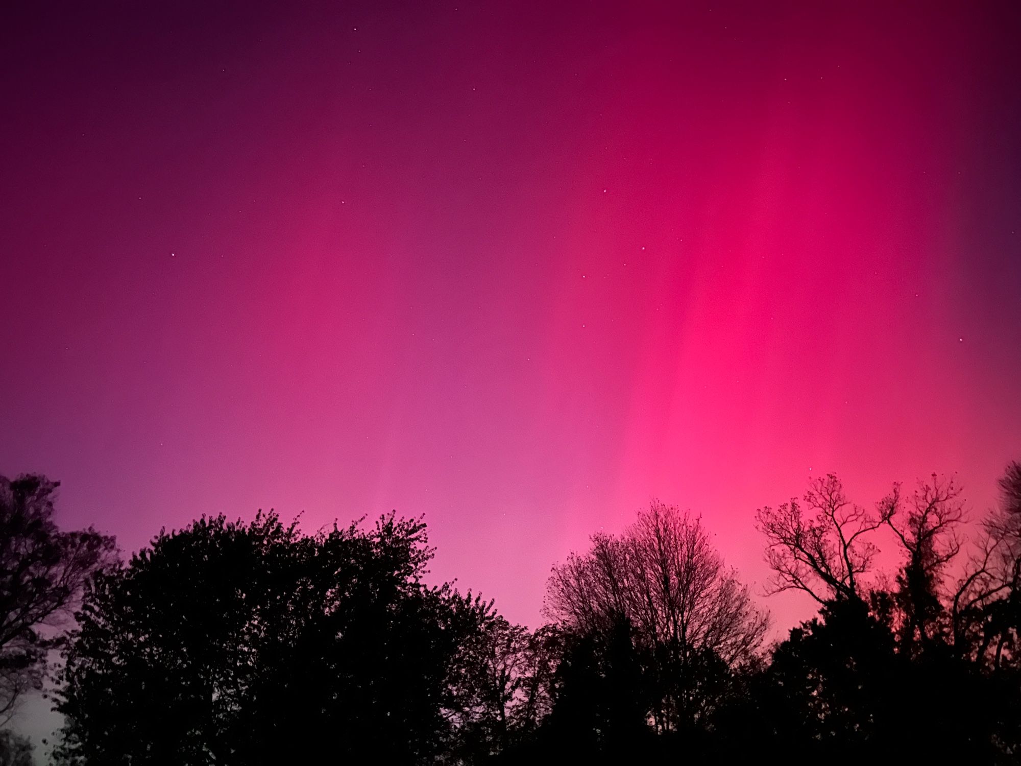 Aurora borealis pink color above trees