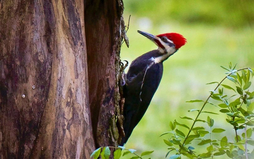 Male pileated woodpecker on a tree stump