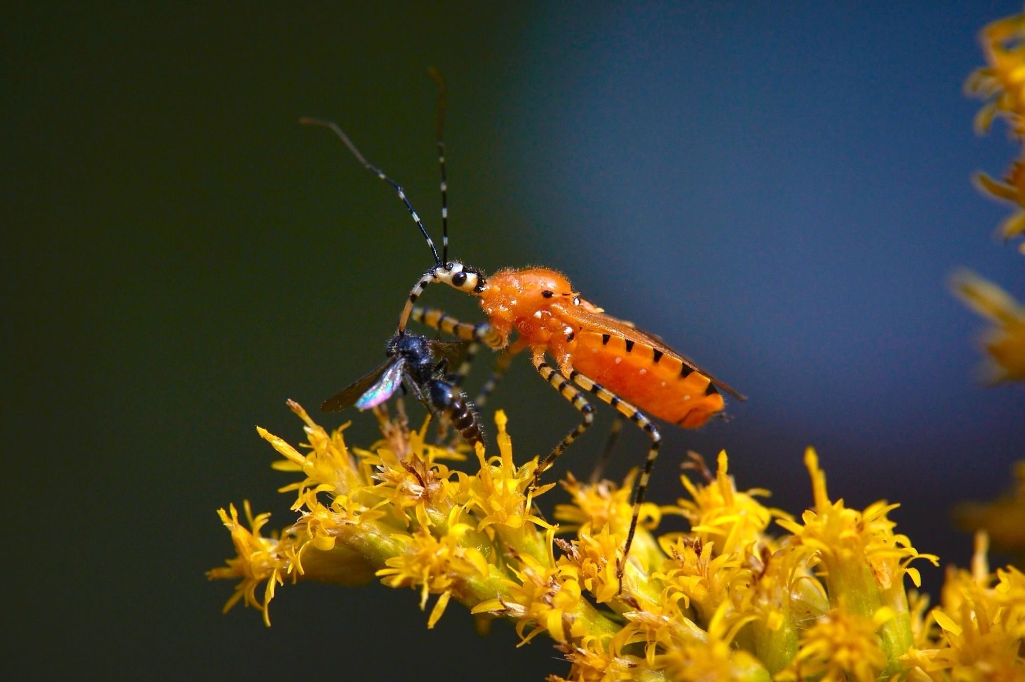 orange assassin bug with a snack in the goldenrod