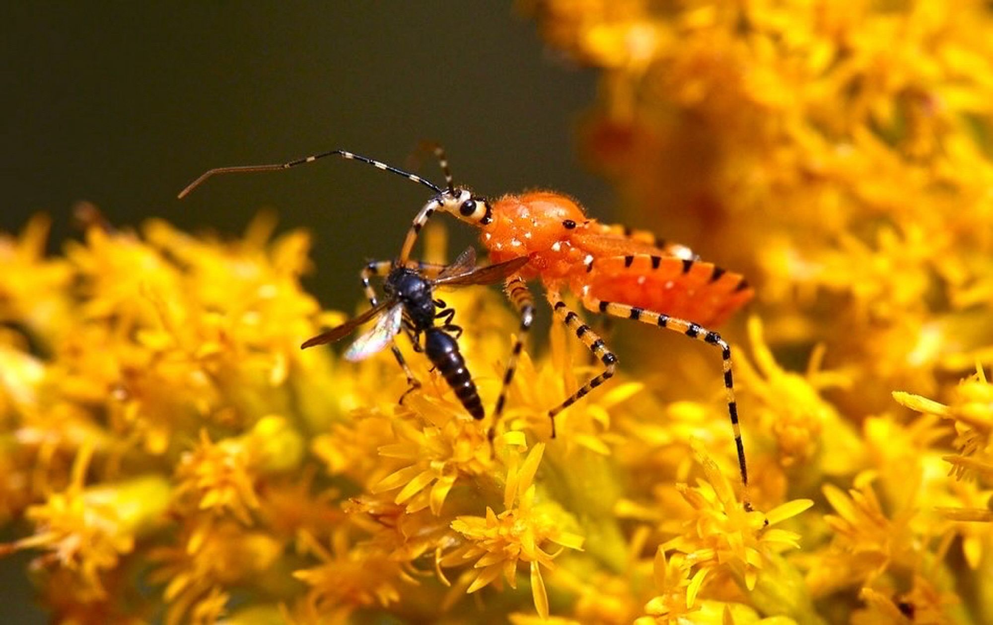 orange assassin bug with a snack in the goldenrod