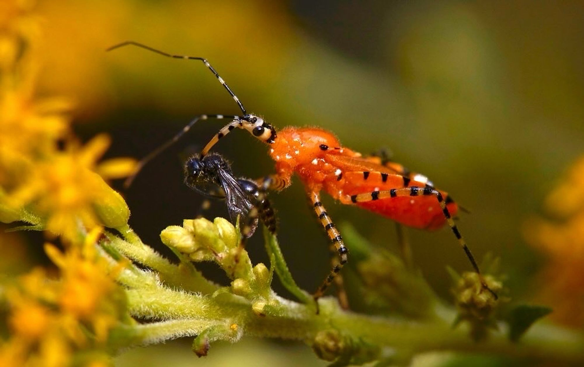 orange assassin bug with a snack in the goldenrod