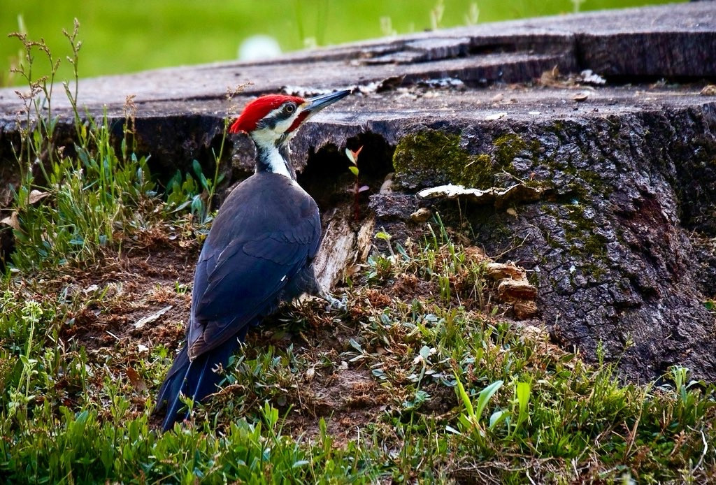 Male pileated woodpecker on a tree stump