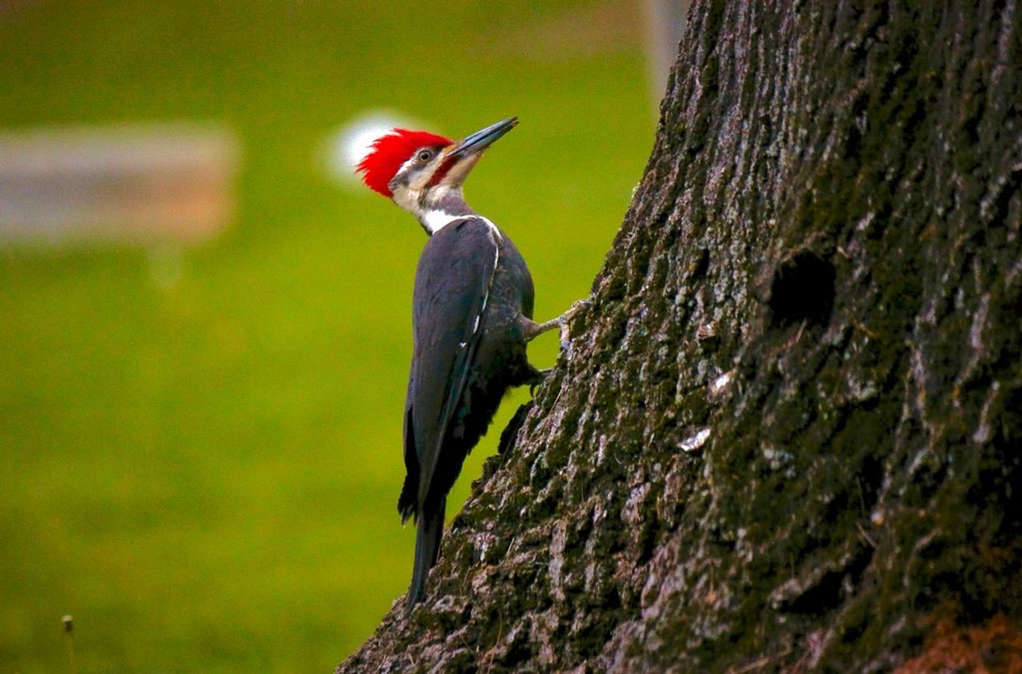 Male pileated woodpecker on the side of a stump