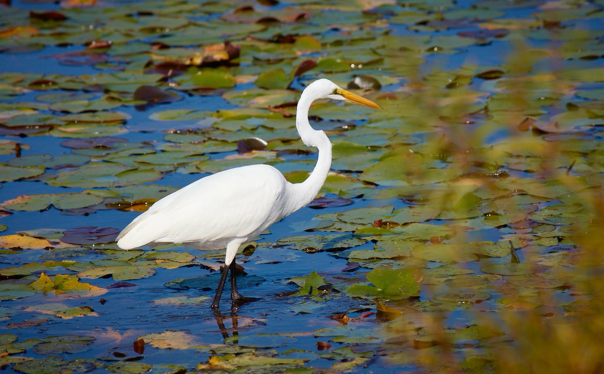 Great egret in a lake among lily pads 