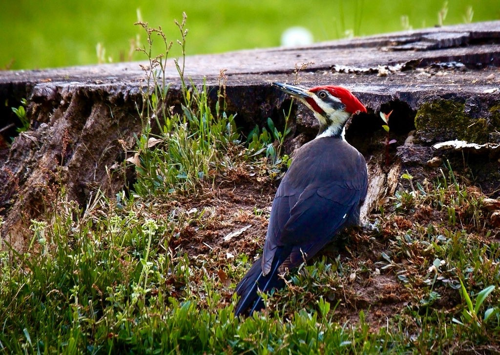 Male pileated woodpecker on a tree stump