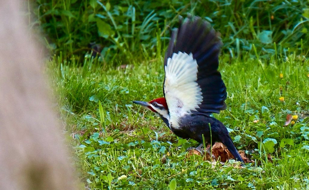 Male pileated woodpecker taking off from the grass