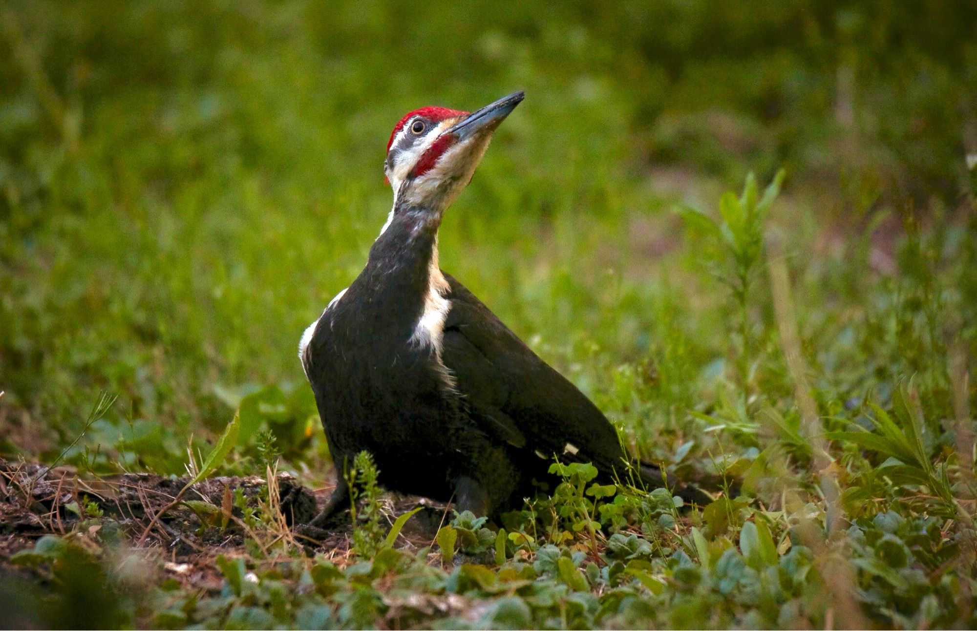 Male pileated woodpecker in the grass