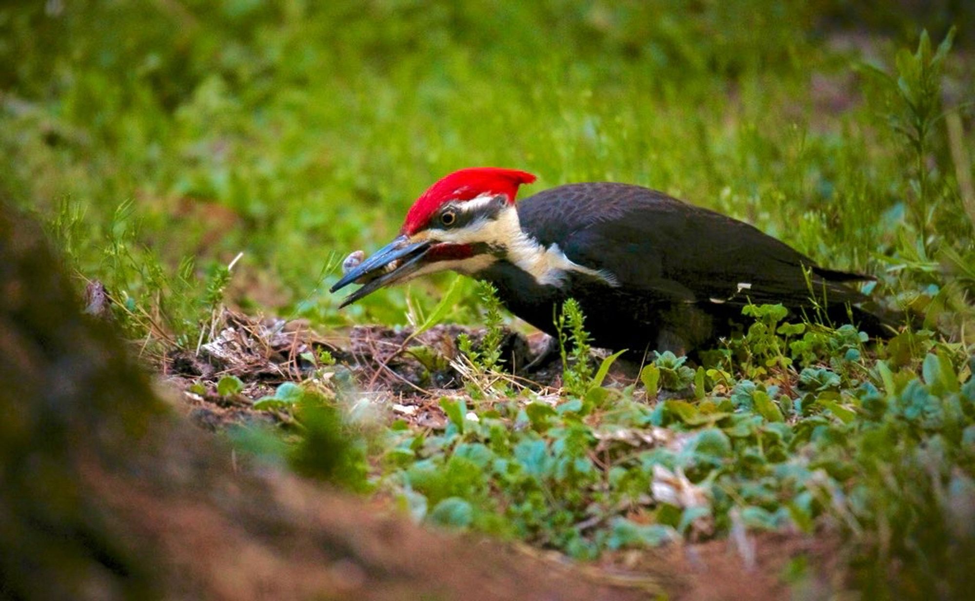 Male pileated woodpecker with huge grub in its beak