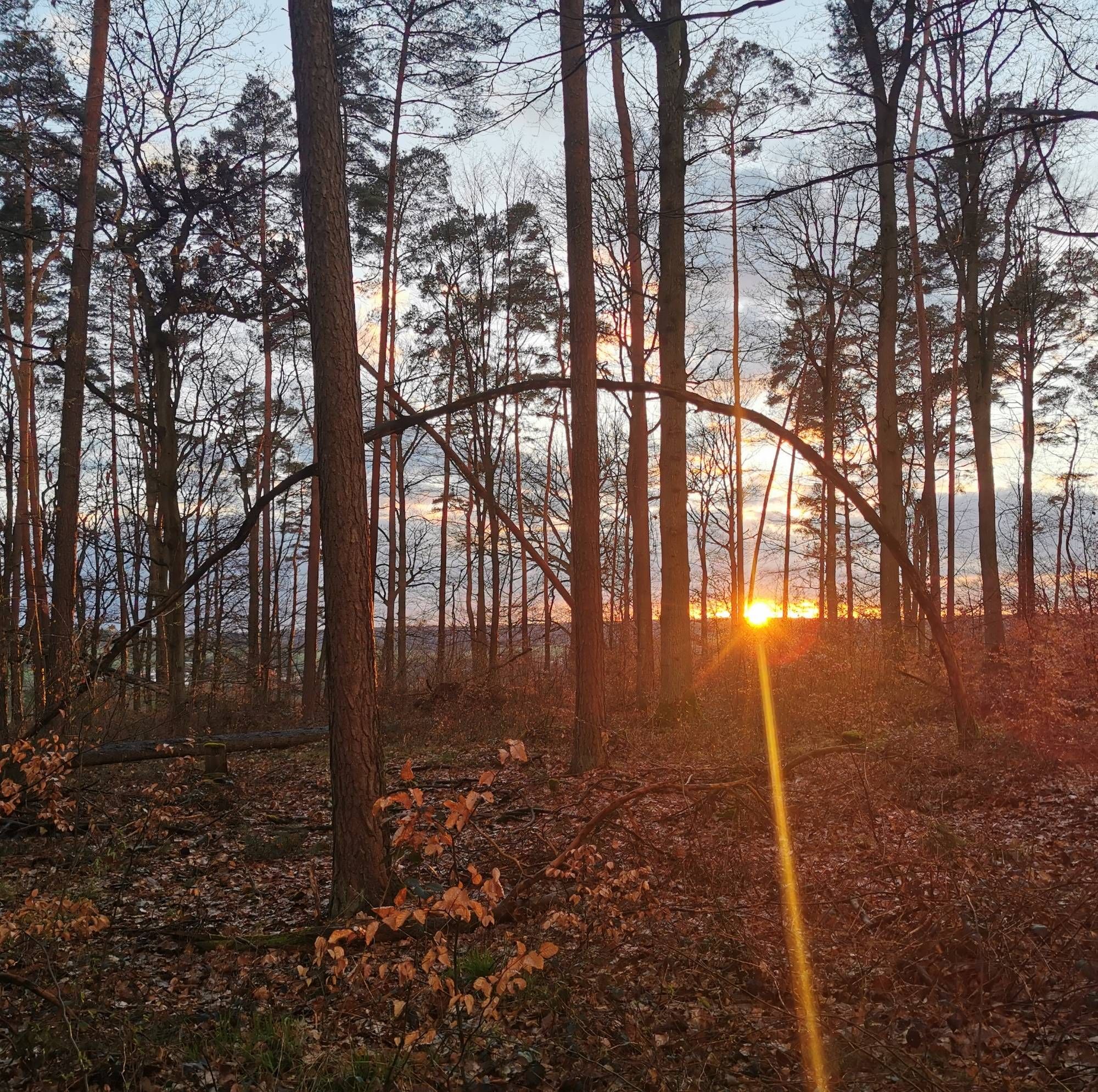 Die Sonne geht alleine am Horizont unter. Davor ein Lichter Wald mit einem gebogen Baum.