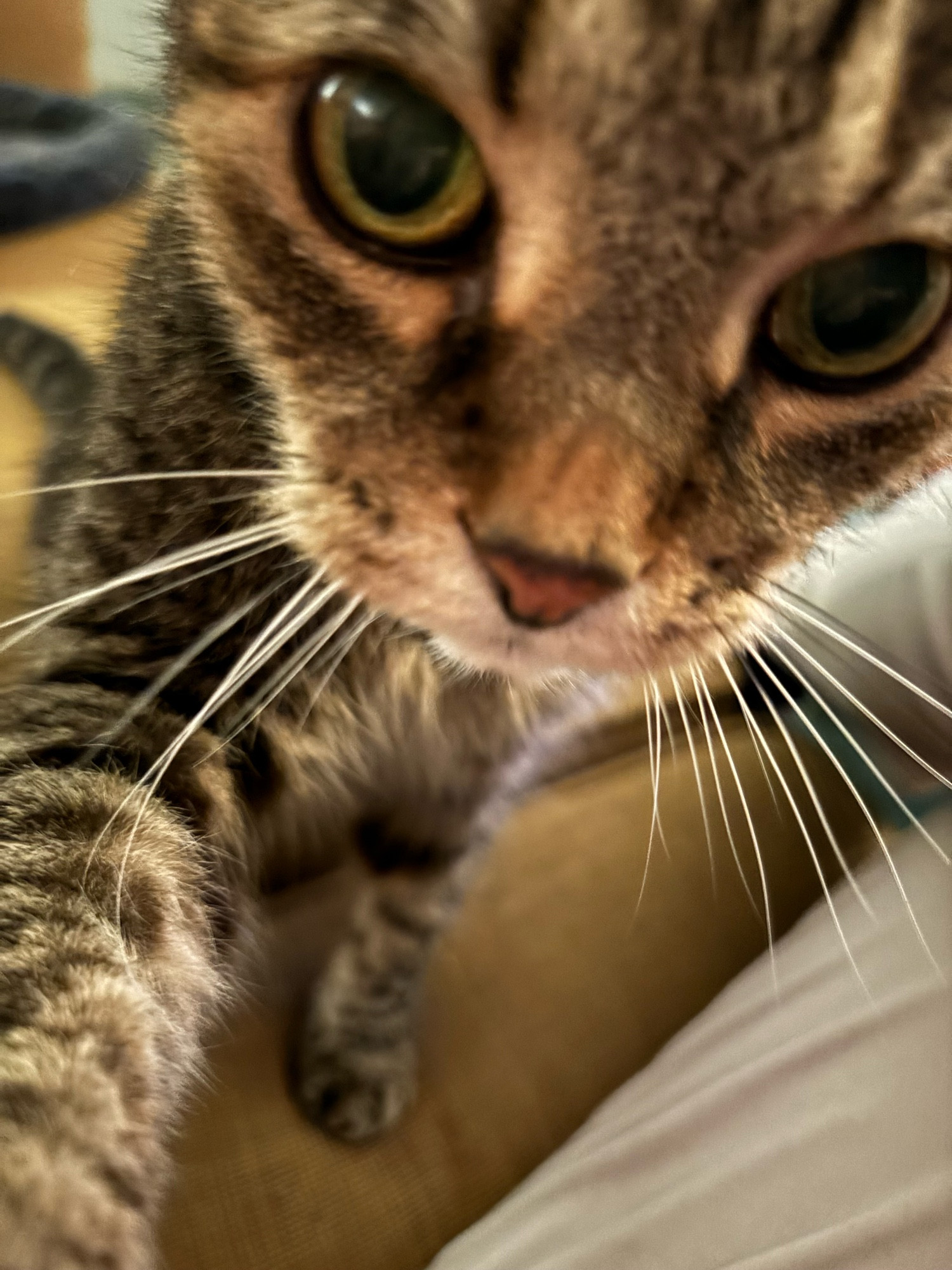 A brown tabby cat named Tiger is getting right up in mammy’s face and grabbing her hand with his paw trying to get some head scratches, 