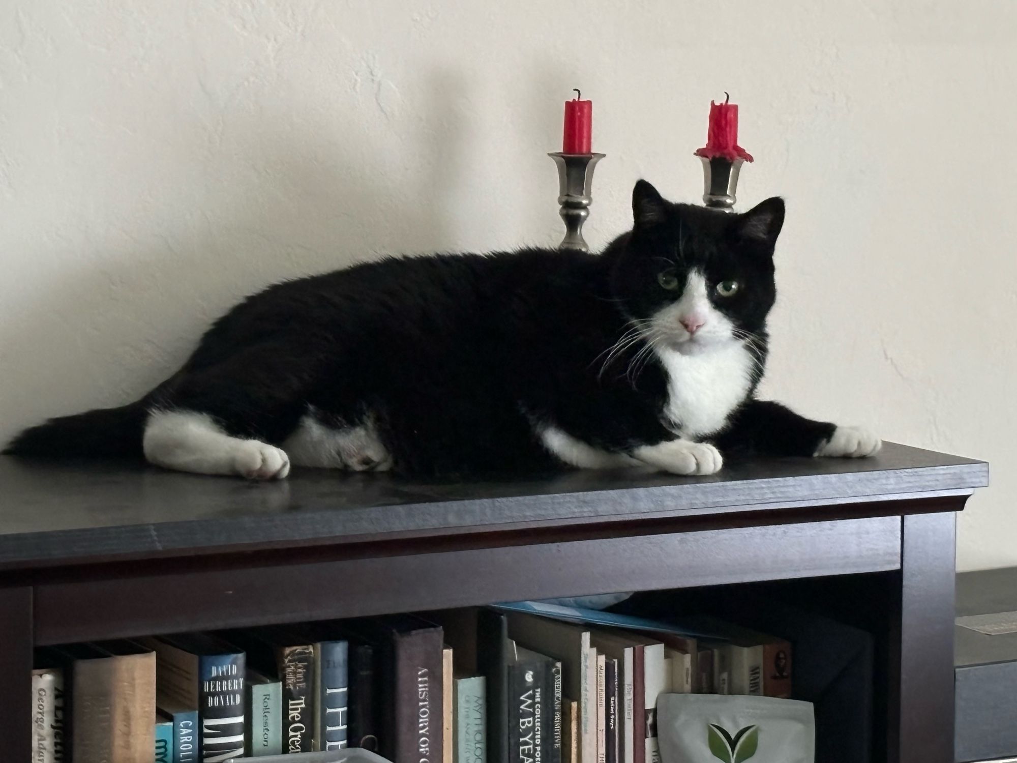 Boontay is a black and white tuxedo cat badly in need of a diet. He has jumped to the top of a bookshelf and is looking out over the household with curiosity. 