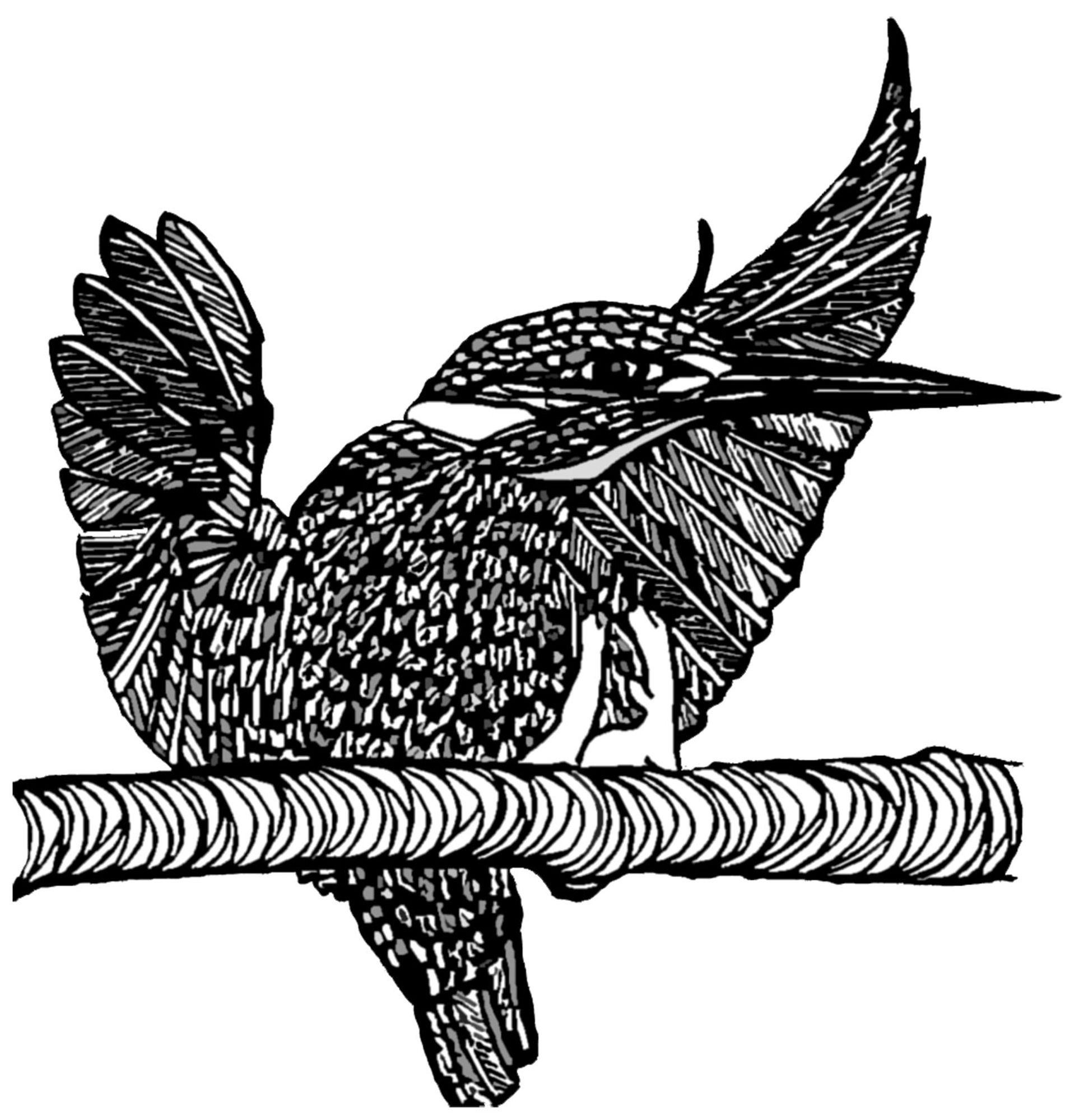 Line art drawing of a kingfisher landing on a branch. By Mel Anastasiou