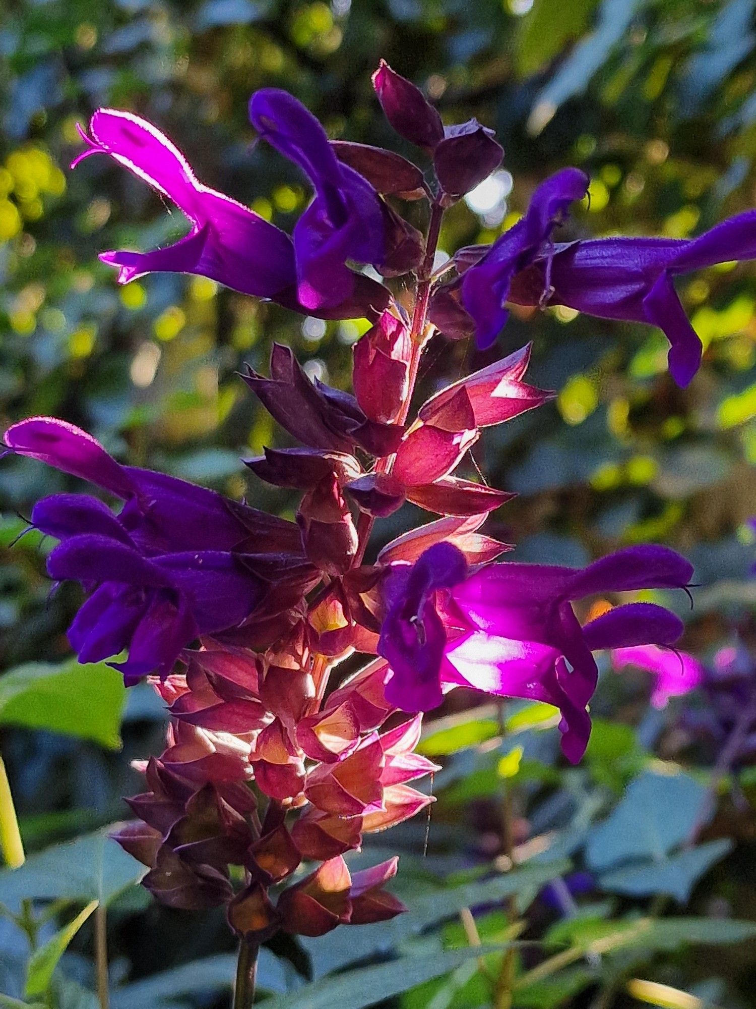 A purple anise-scented sage flower, partly in the sunlight. Green leaves blurred in the background.