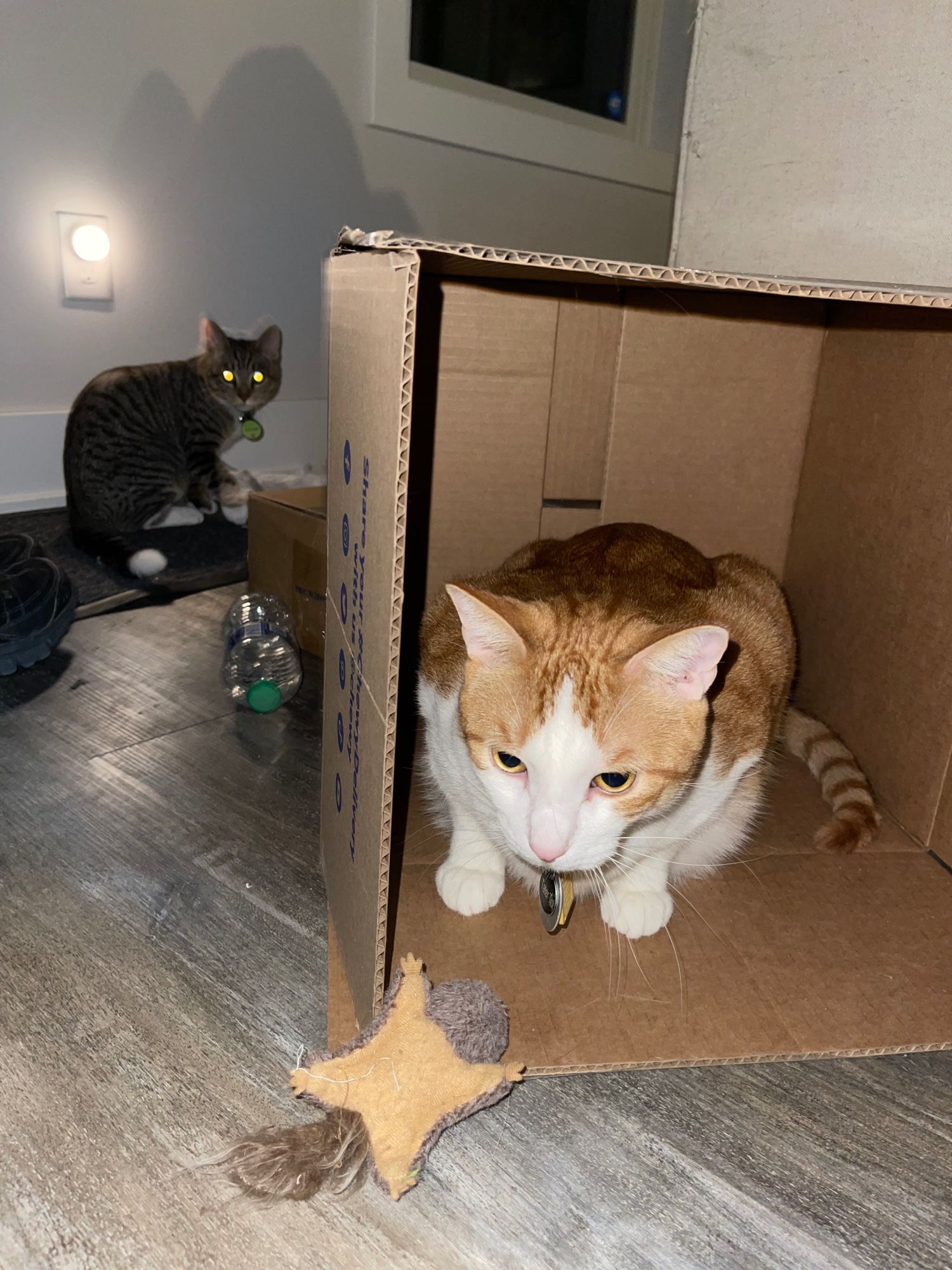 Tater Tot, an orange and white cat in a cardboard box, and Triscuit, a brown and gray tabby kitten with white feet (who's eyes are glowing in the flash) lurks ominously behind the box