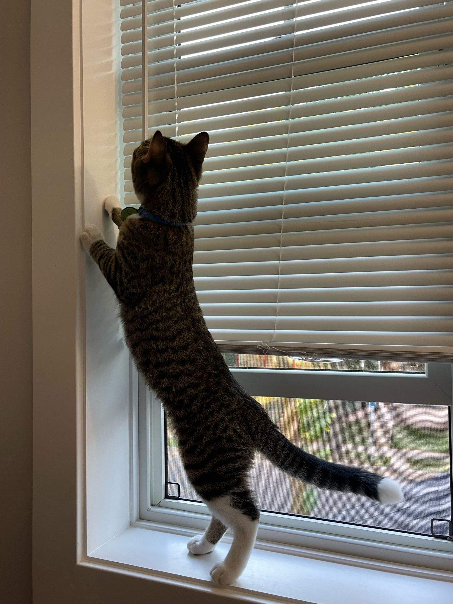 Triscuit, a brown and gray tabby kitten with white feet, standing on his hind legs on the window sill