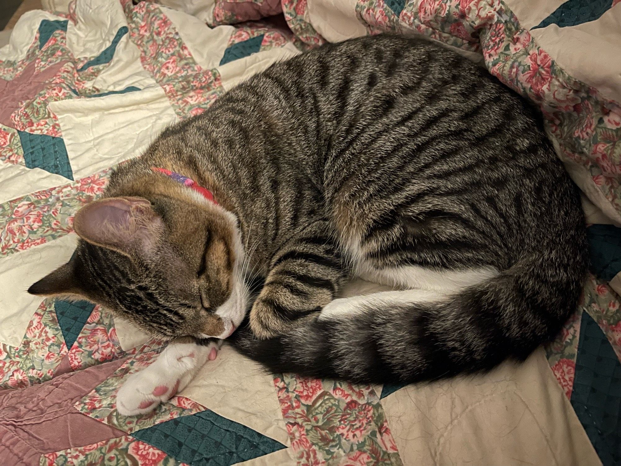 Crouton, a brown and gray tabby kitten with white feet and face, curled up on a quilt with one footie sticking out beneath his chin