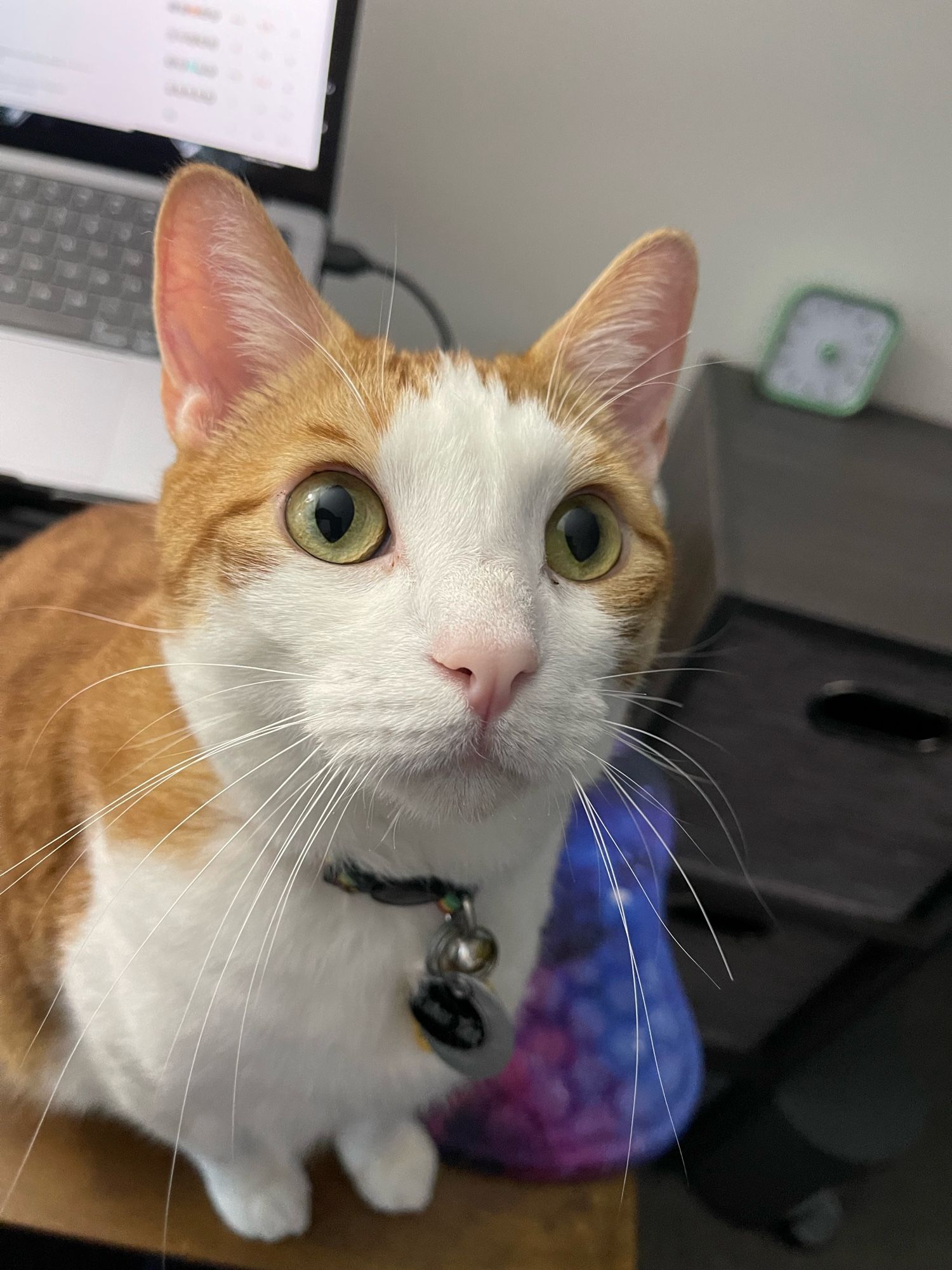 Tater Tot, an orange and white tabby cat, stares with intense eyes up at the ceiling