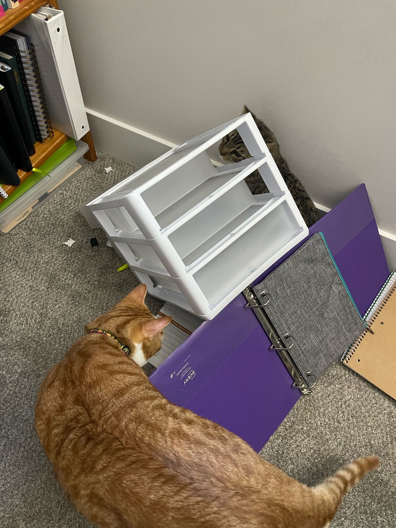 He jumped! He entirely failed! He sent the organizer drawers cascading to the floor on top of him! (He's fine)