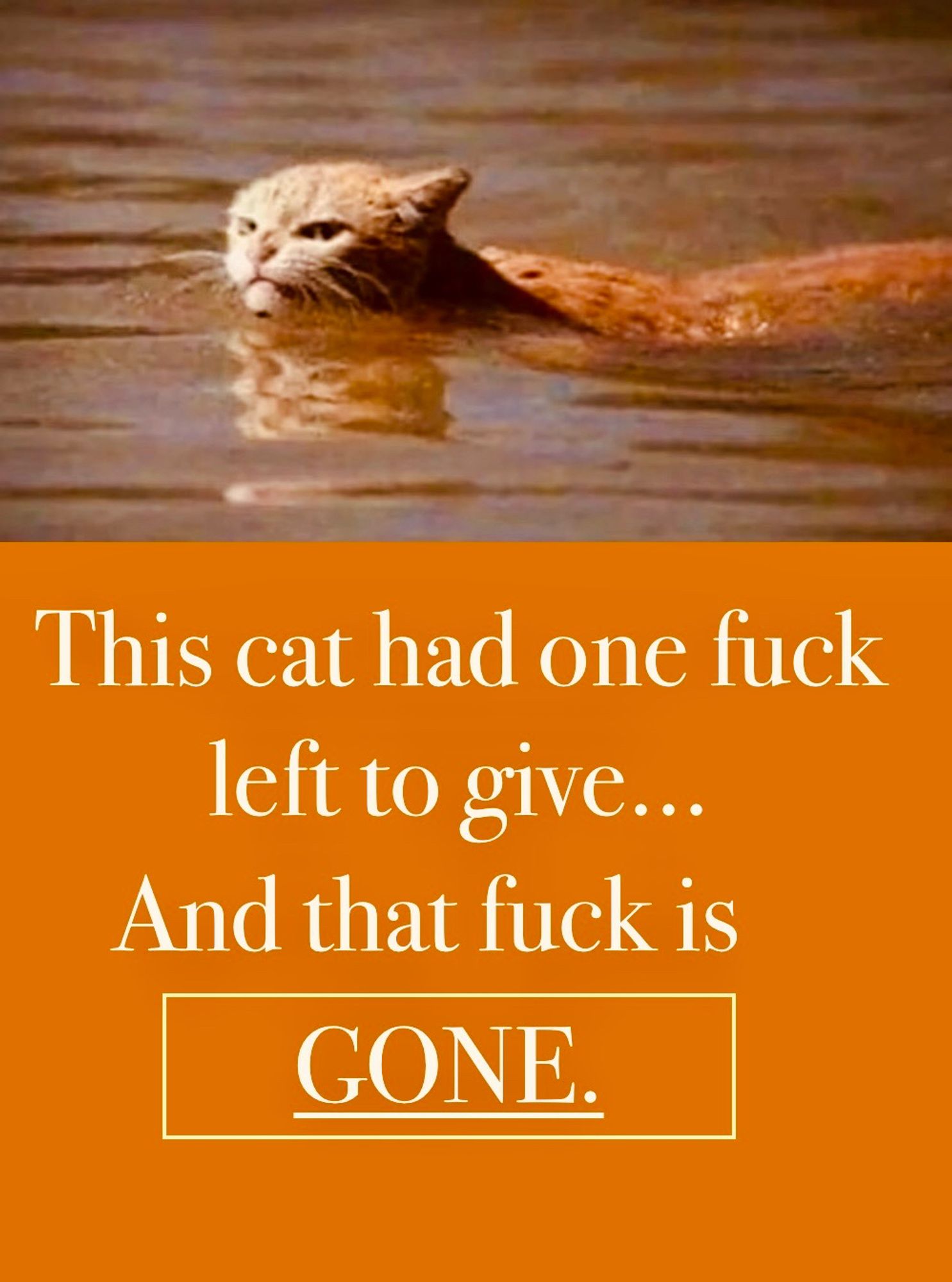 A cat swims through flood water, a look of UTTER DISGUST on its ginger face. "This cat had one fuck left to give... And that fuck is GONE." When you think about the pictures you've seen of other animals fleeing flooding - swimming through still or rushing waters, perched on rooftops, riding in rescue boats - they always look slightly panicked or pathetic, no? Well, THIS MOTHERFUCKER just looks FURIOUS. Swimming god knows where, looking at the camera as if to say, "REALLY? You're taking my fucking PICTURE? How about a little fucking HELP here, you dickhead human? Do I not look sufficiently BEDRAGGLED for your taste? Just how WATERLOGGED does a motherfucking feline need to BE before your sympathies are sufficiently aroused and you put down the goddamned camera and give a ginger a fucking HAND, you shutterbug shithead?" Yeah. Ginger has a point. 🥴