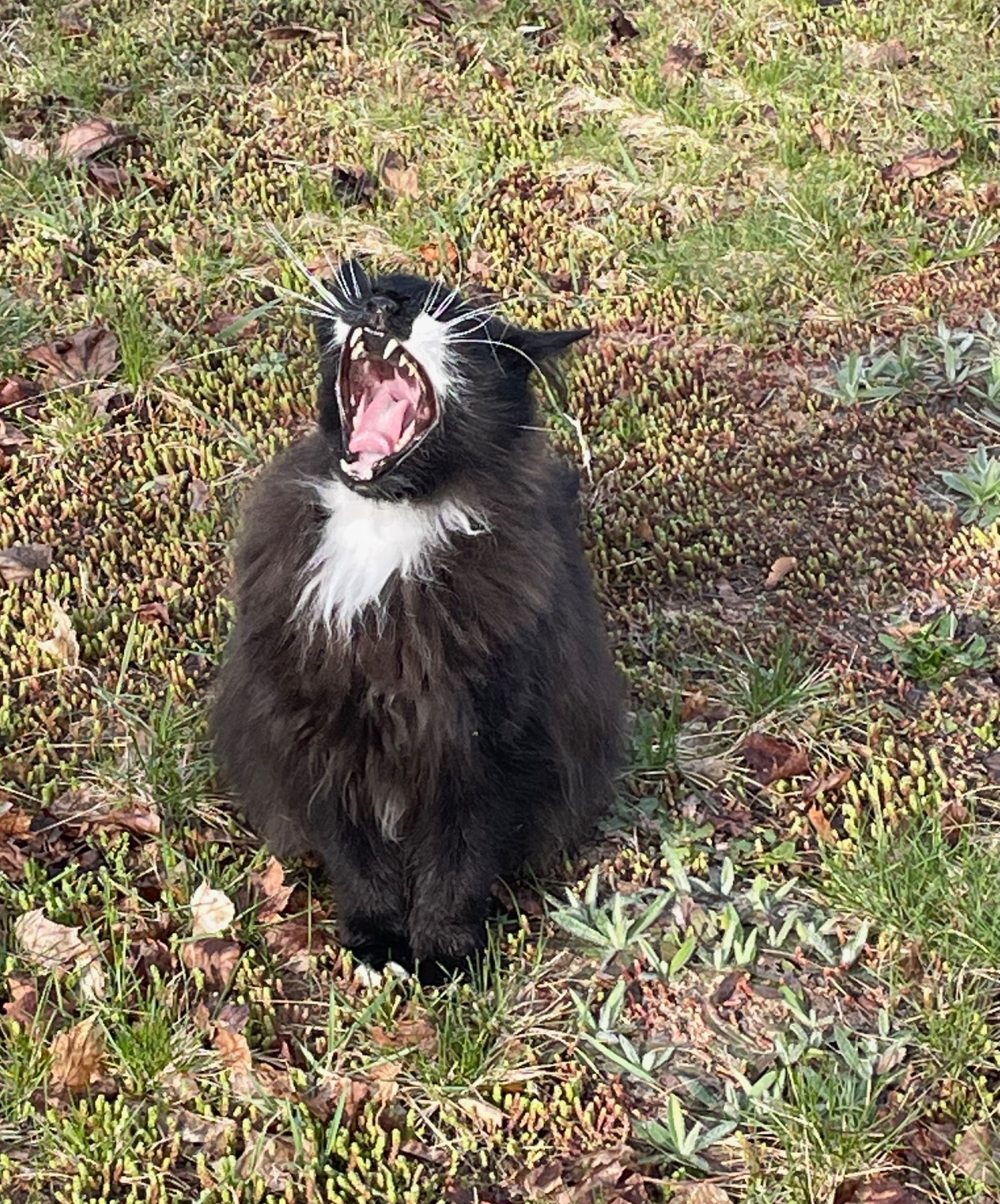 Lulu the Cat appears to be shrieking in frustration - most likely because PAUL CANNOT HUG HER AS SHE DESERVES TO BE HUGGED, goddamnit.