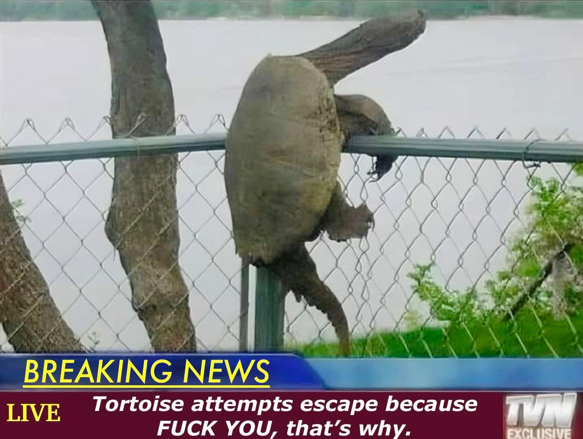 Tortoise pictured climbing a wire fence. A TV news graphic below: "BREAKING NEWS LIVE Tortoise attempts escape because FUCK YOU, that's why. TVN EXCLUSIVE" I have no reason to post this other than that I can really relate to this fucking tortoise. I can't actually confirm that this is, in fact, a tortoise. This could be fake news. I wouldn't know. I could be perpetuating the cycle of misinformation poisoning our society. AND I DON'T FUCKING CARE. Oh god apathy has toxified my soul someone help me I'm drowning in ennui whatever shall I do oh no dear me I don't give a flying fuck about anything because FUCK YOU THAT'S WHY.