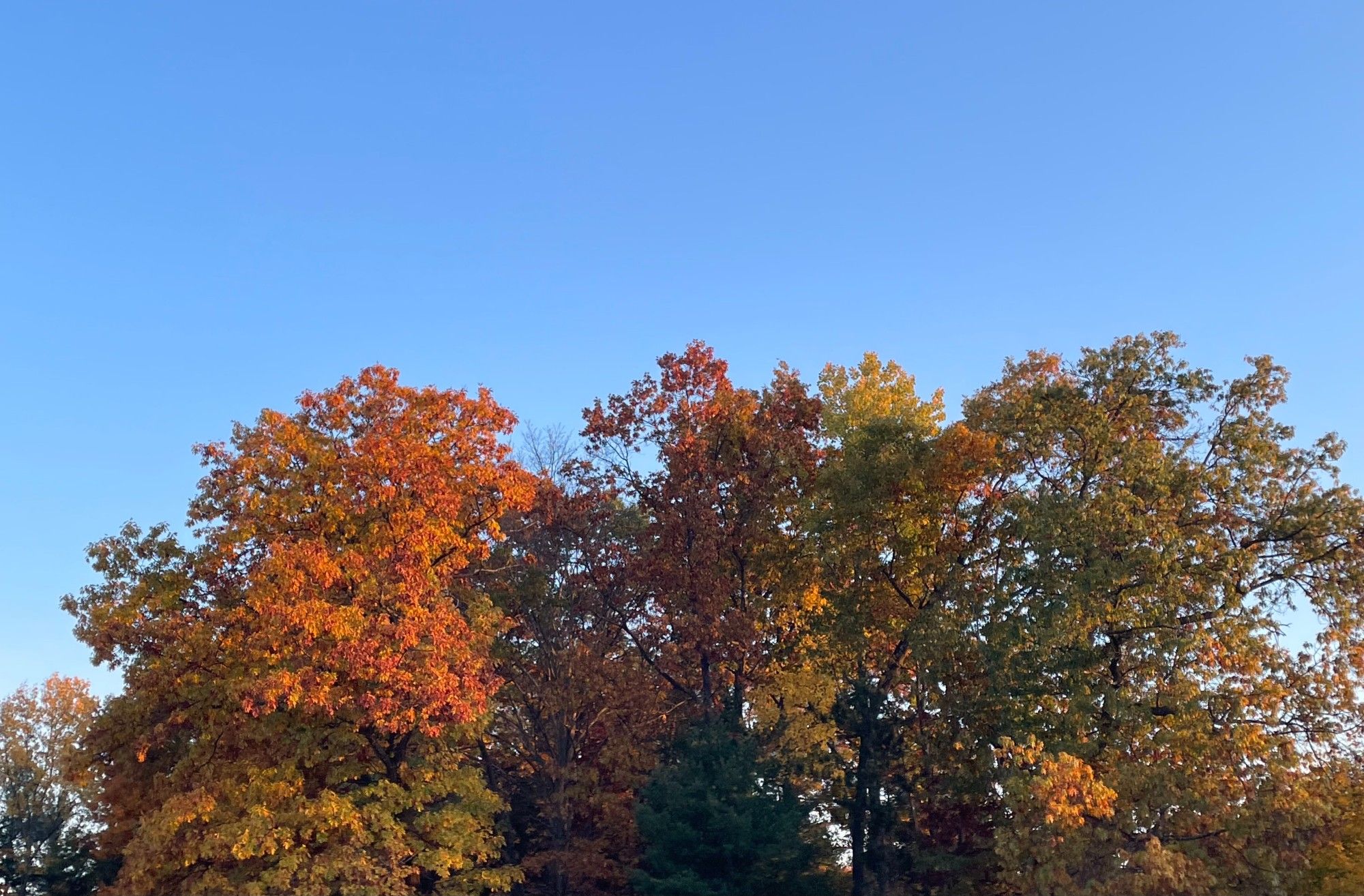 This is Just a group of gorgeous colours in a group of trees I sometimes pass. It's a mostly nondescript group of green trees in spring & summer, nothing you'd really notice till fall comes along & a rising sun hits it just right & all of a sudden it's ON FIRE. And with that striking blue sky, the contrast makes the colour stand out all the more brightly. So... yeah - I got pregnant around the beginning of March 1999. Terry was always going to be a HUGE baby, & that registered in my body immediately. I gained 88 pounds, & he had to be induced 3 weeks early as his head was so big waiting would've necessitated a Caesarean. As it was, in month 7 he cracked my pubic bone. Not an EASY pregnancy. I've basically been in pain since October of 1999, to one degree or another. Not to be gross, but the birth itself was pretty gruesome, too. A basically PREMATURE Terry weighed almost 9 pounds. Yeah. No surprise he's a football player, huh. Good thing I love him more than life itself...